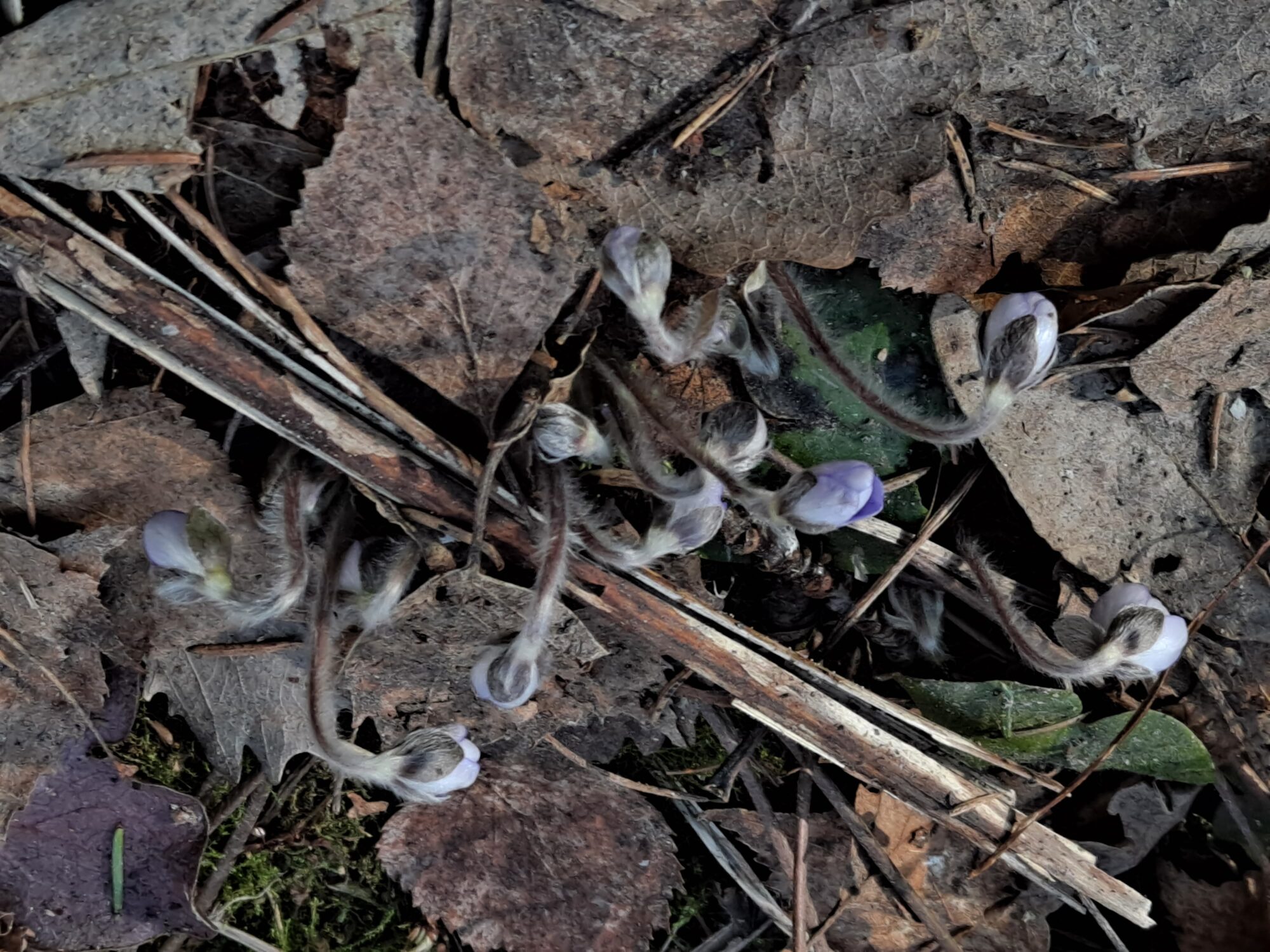 Valokuvaaja: Satu Suuntala Valokuvaaja: Satu Suuntala