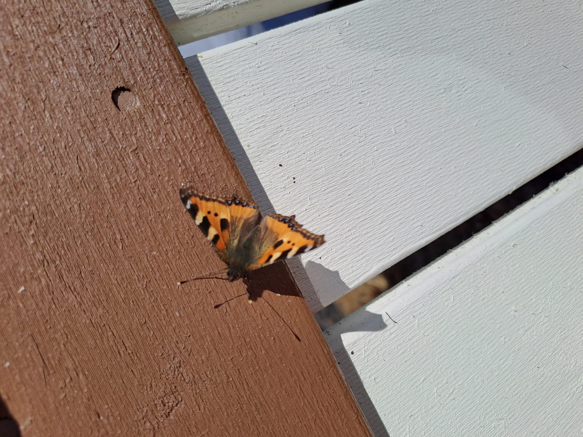 Valokuvaaja: Eija Johanna Saastamoinen