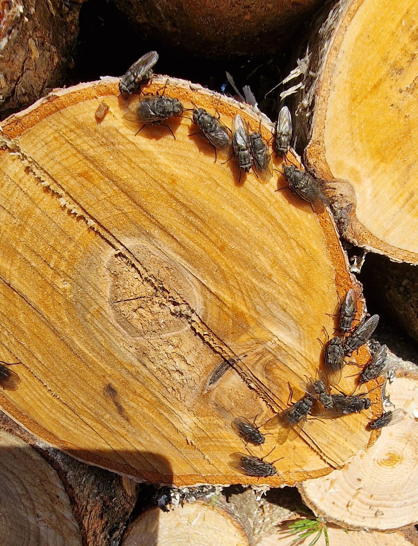 Valokuvaaja: Hanna Rönty