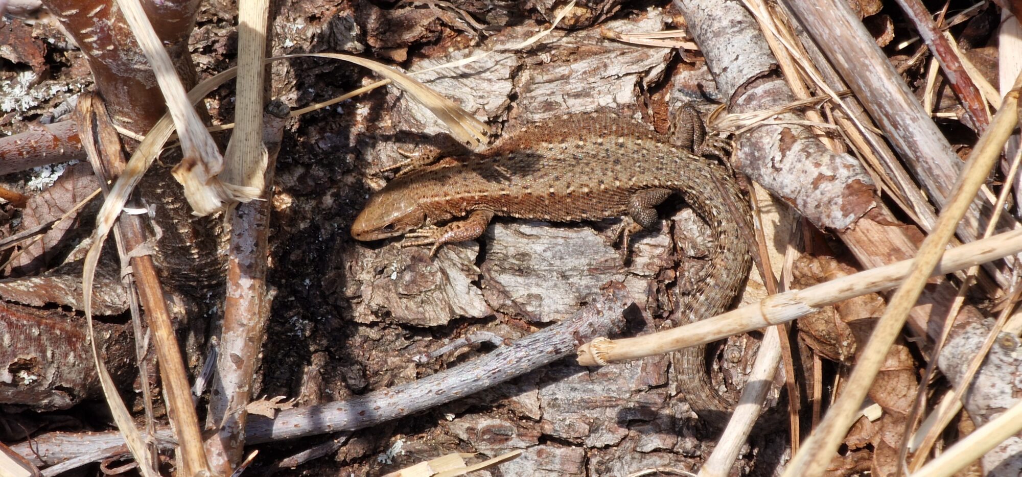 Valokuvaaja: Hanna Rönty