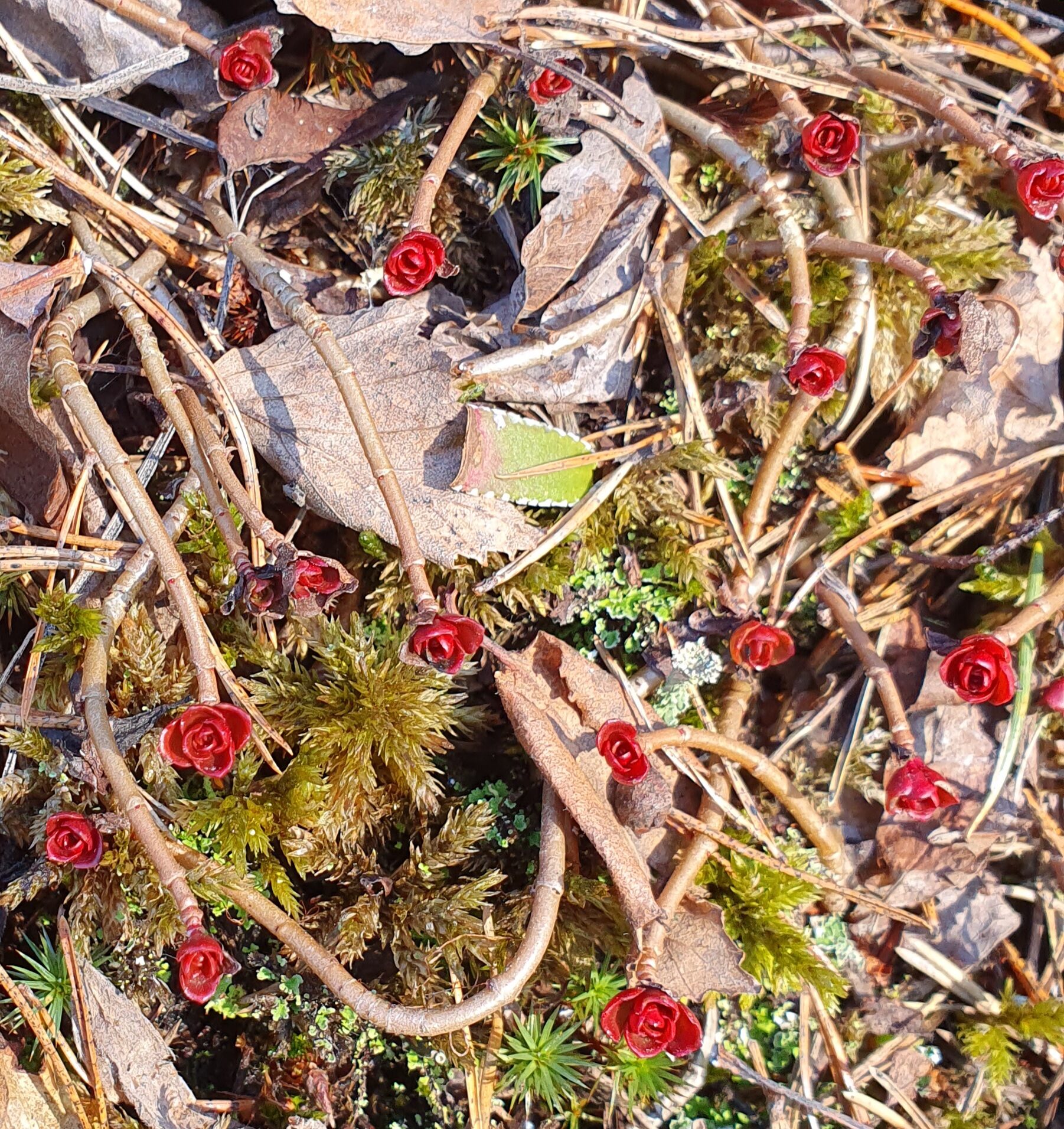 Valokuvaaja: Katariina Sihvonen