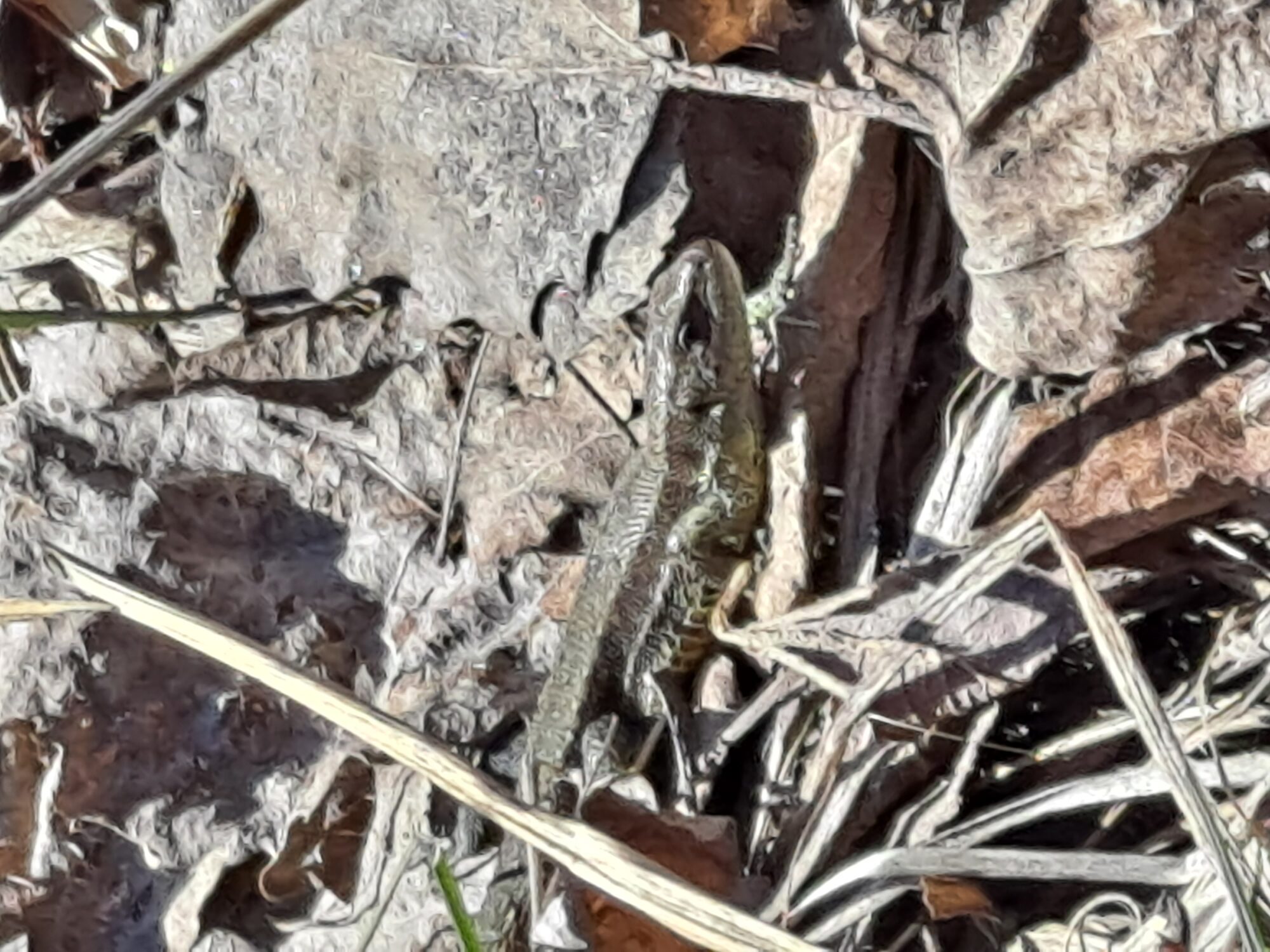 Valokuvaaja: Satu Suuntala Valokuvaaja: Satu Suuntala