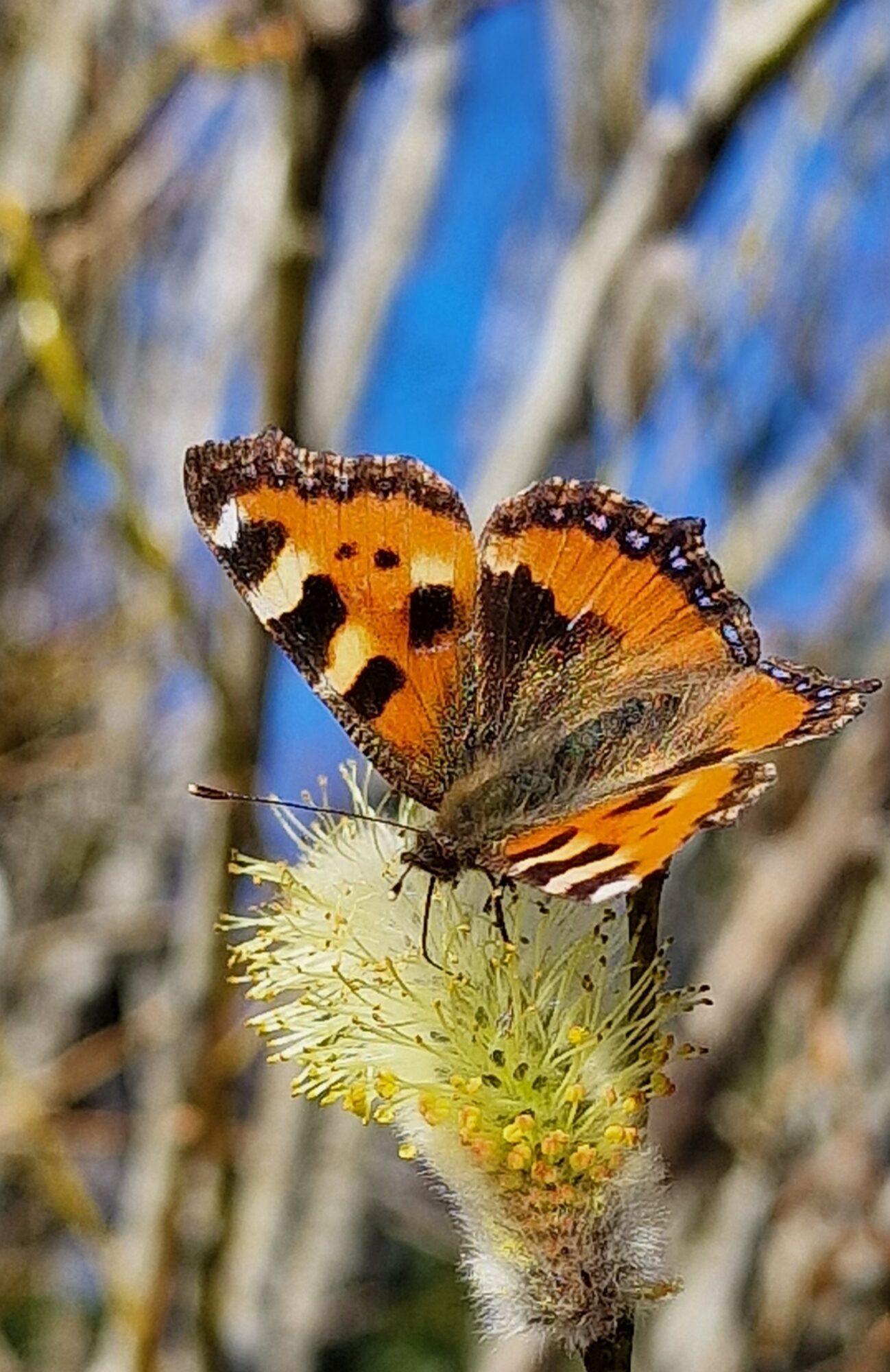 Valokuvaaja: Hanna Rönty Valokuvaaja: Hanna Rönty