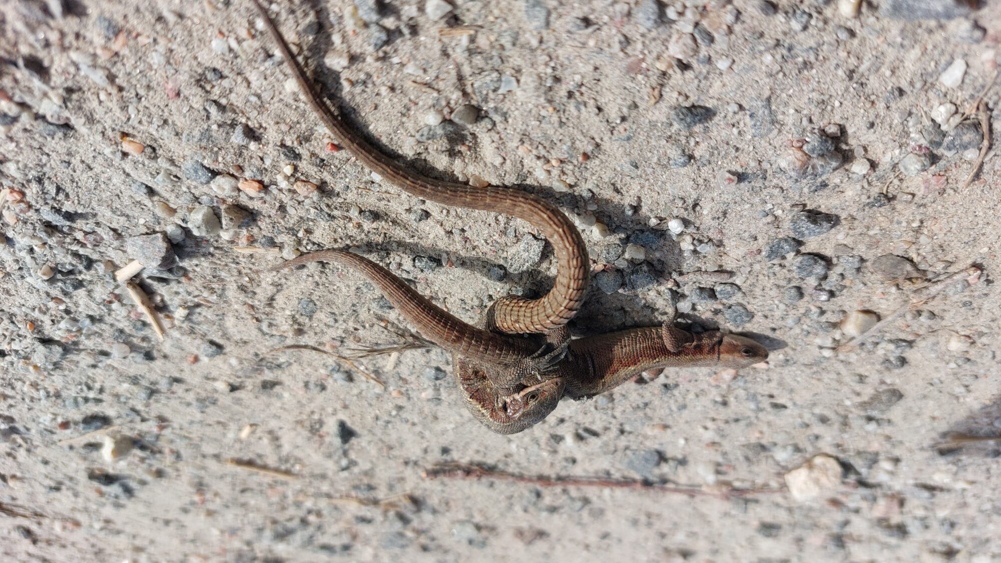 Valokuvaaja: Susanna Hannula