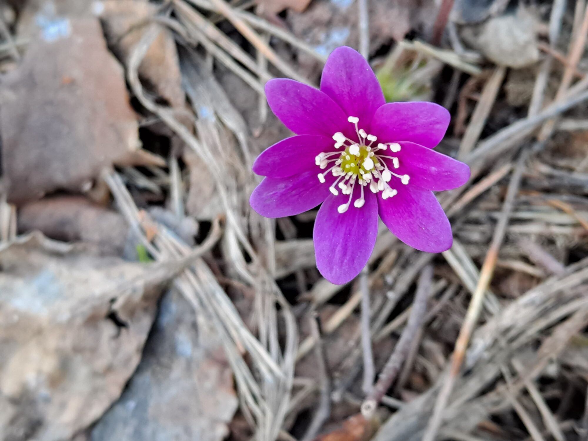 Valokuvaaja: Satu Suuntala