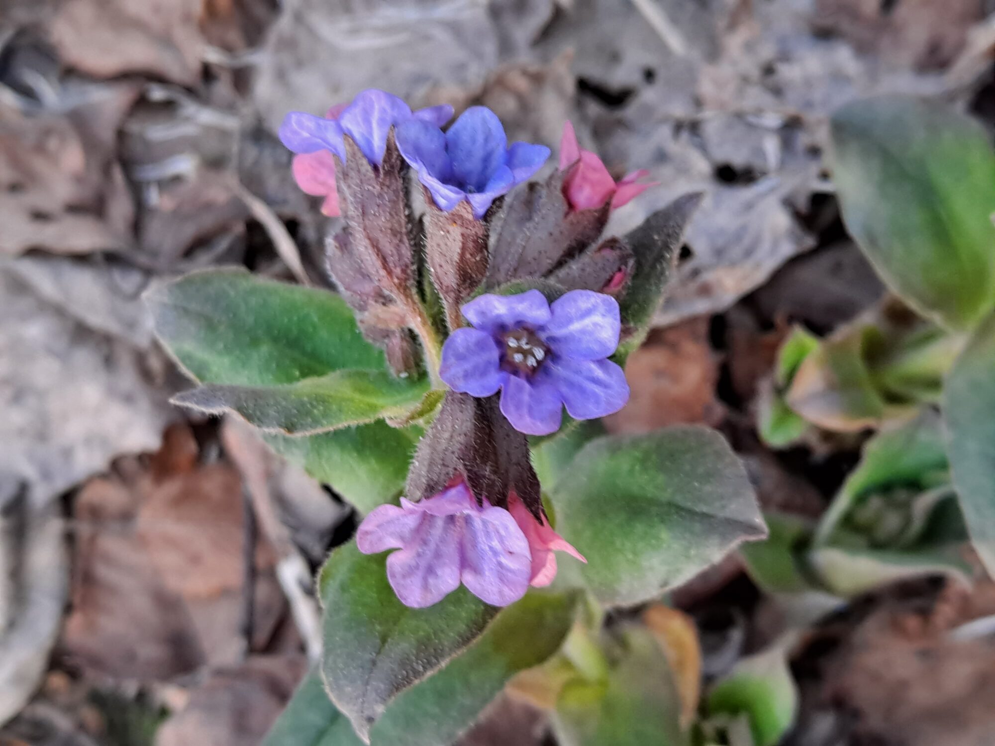 Valokuvaaja: Satu Suuntala