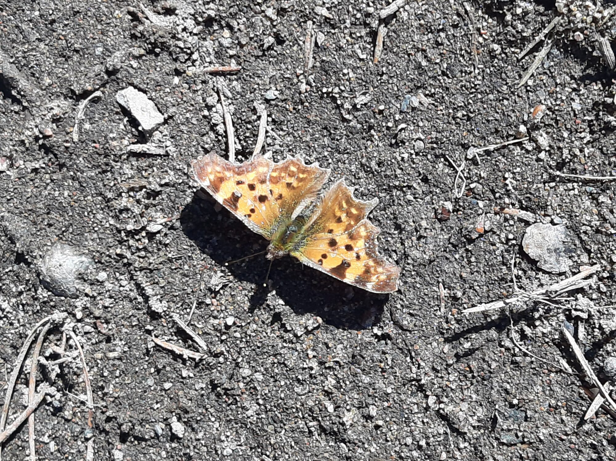 Valokuvaaja: Auli Feldt Valokuvaaja: Auli Feldt