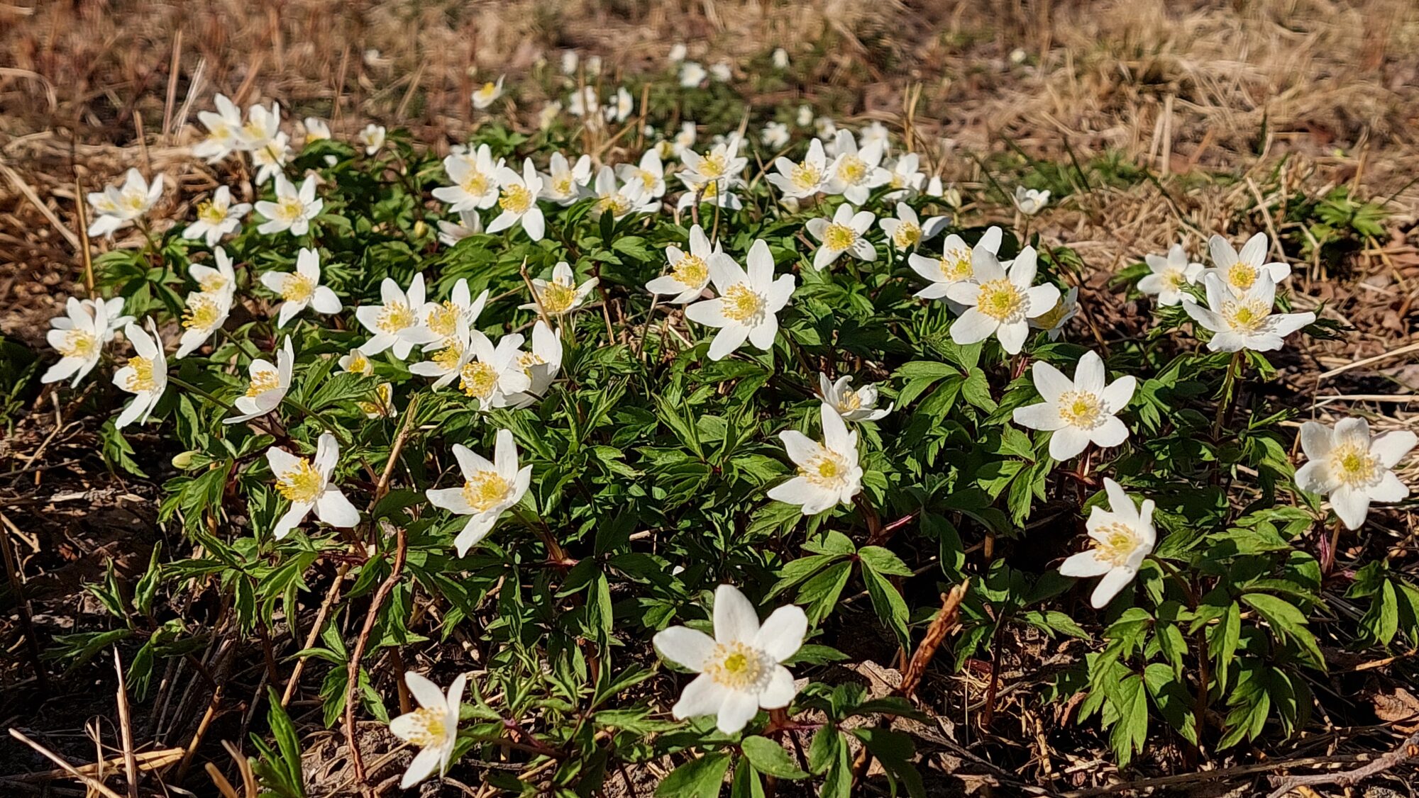 Valokuvaaja: Tarja Naukkarinen