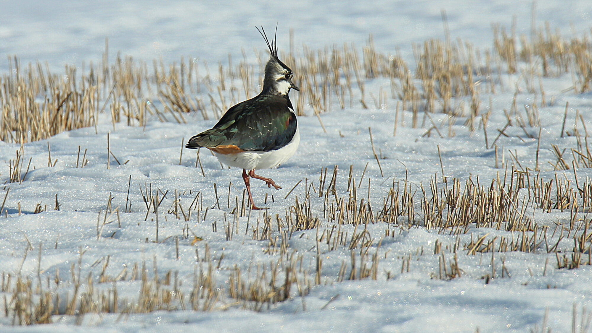 Valokuvaaja: sirpa Jyske