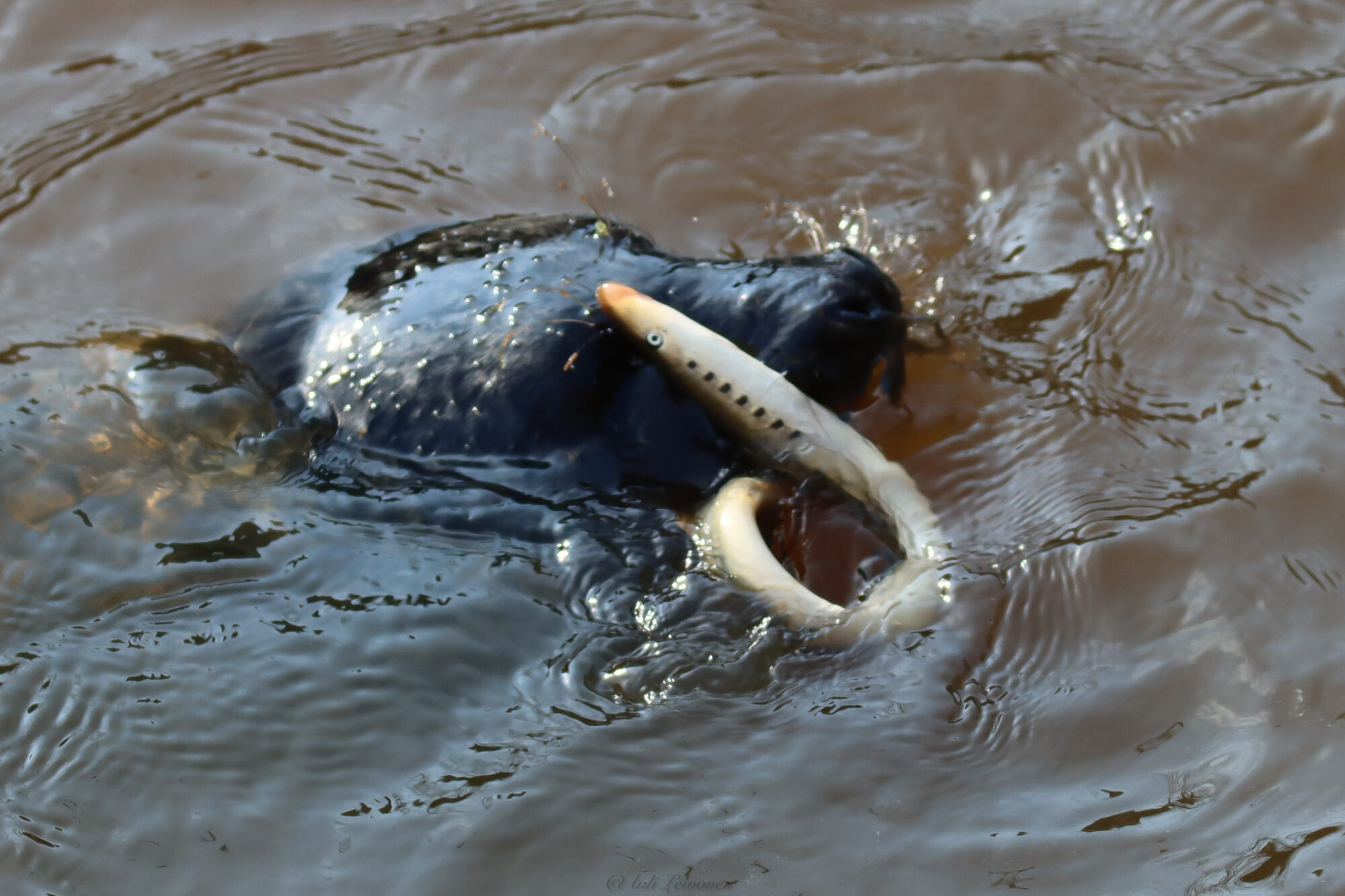 Valokuvaaja: Auli Leivonen