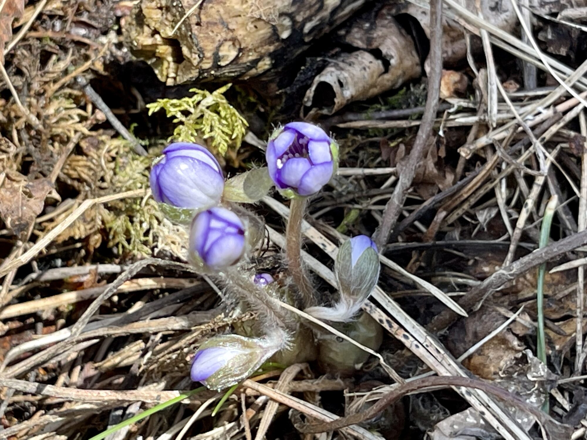 Valokuvaaja: Liisa Niiva-Korpela
