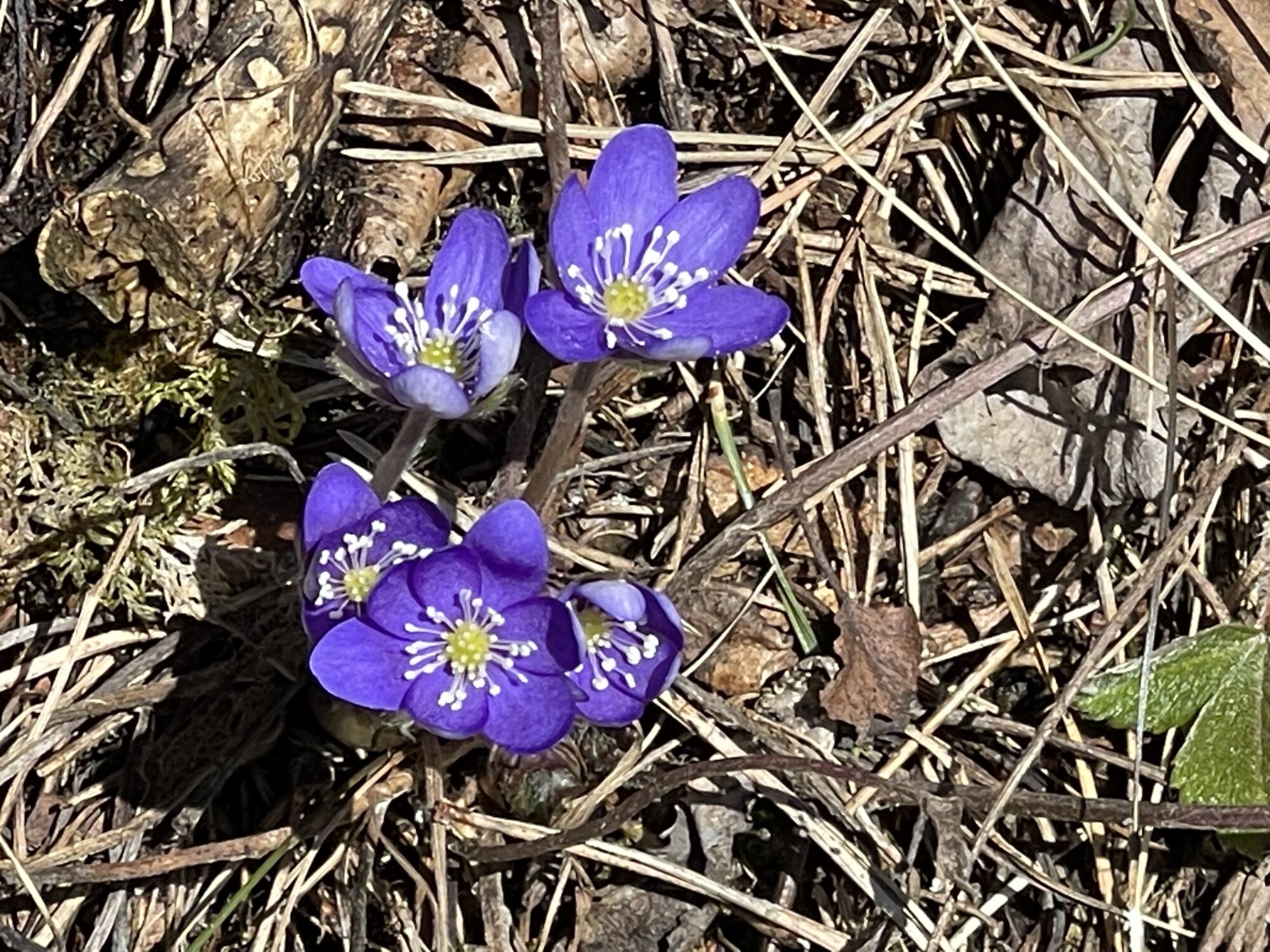 Valokuvaaja: Liisa Niiva-Korpela