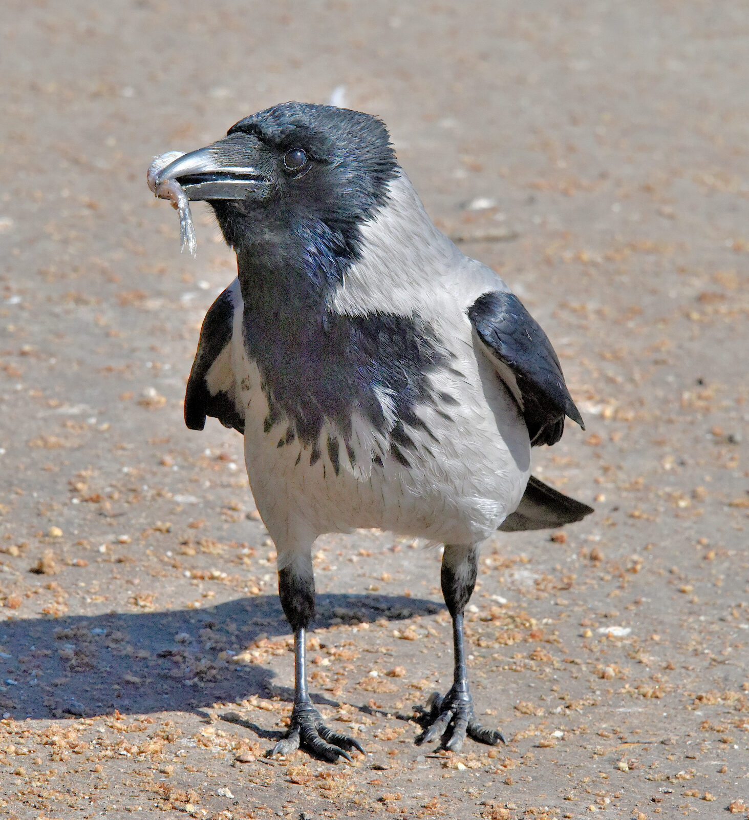 Valokuvaaja: Reijo Juurinen