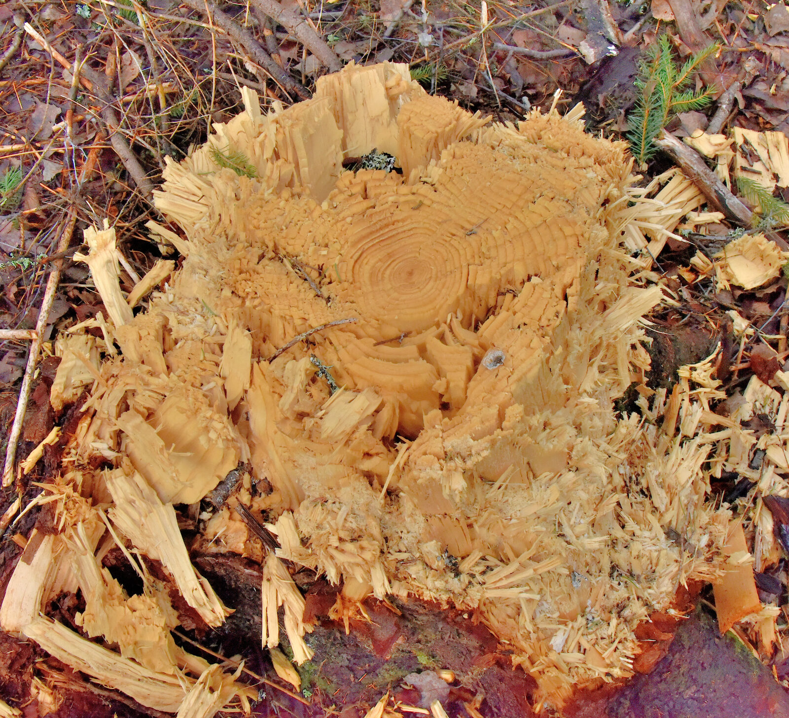 Valokuvaaja: Reijo Juurinen