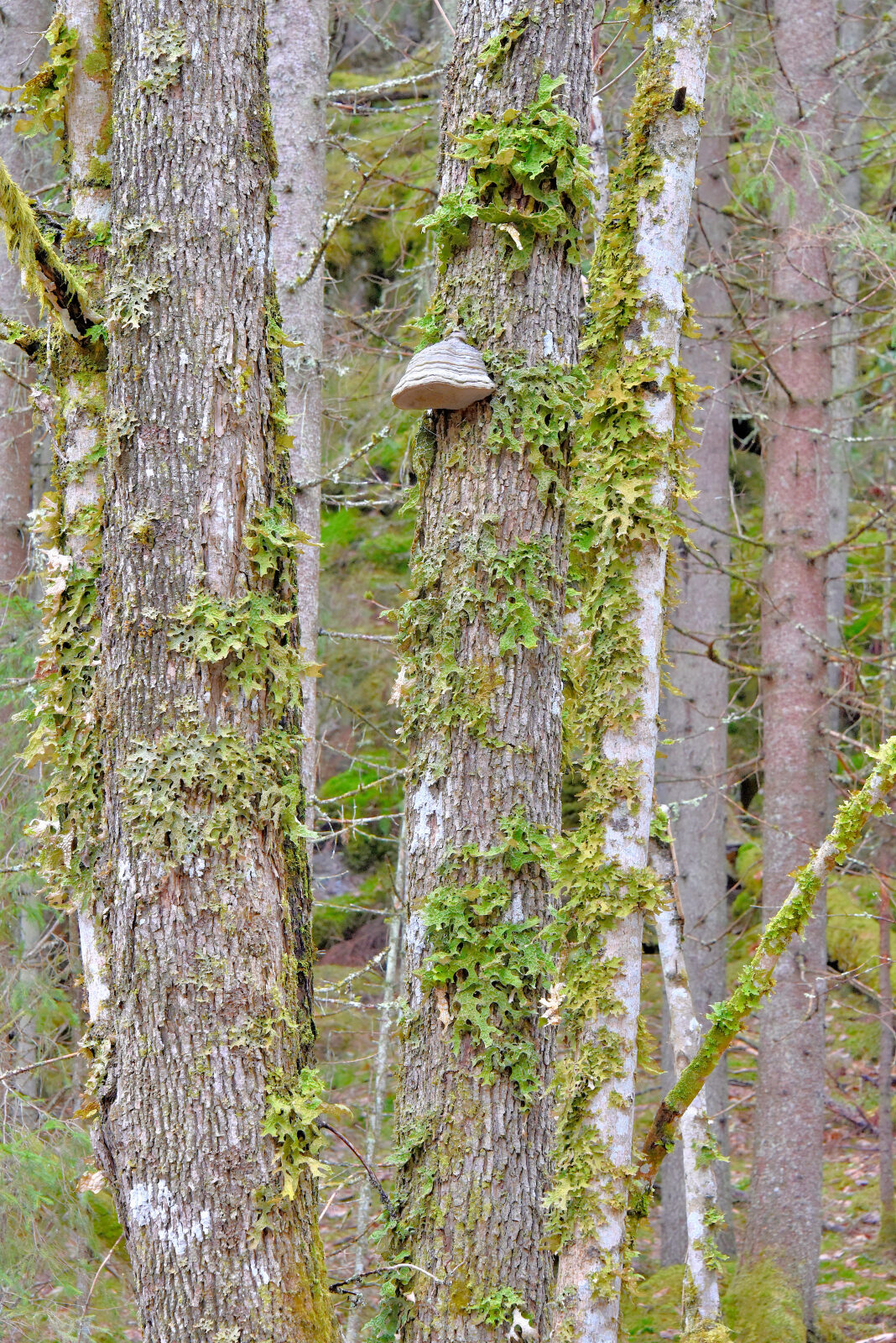 Valokuvaaja: Reijo Juurinen