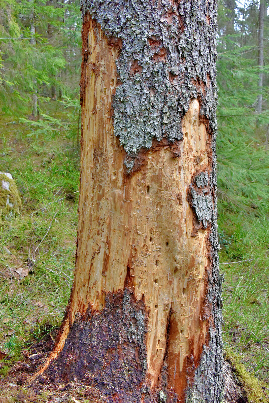 Valokuvaaja: Reijo Juurinen