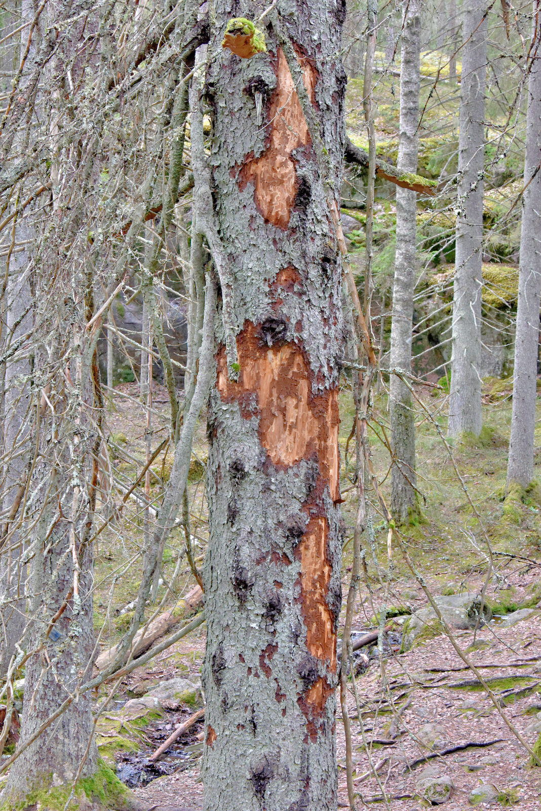 Valokuvaaja: Reijo Juurinen
