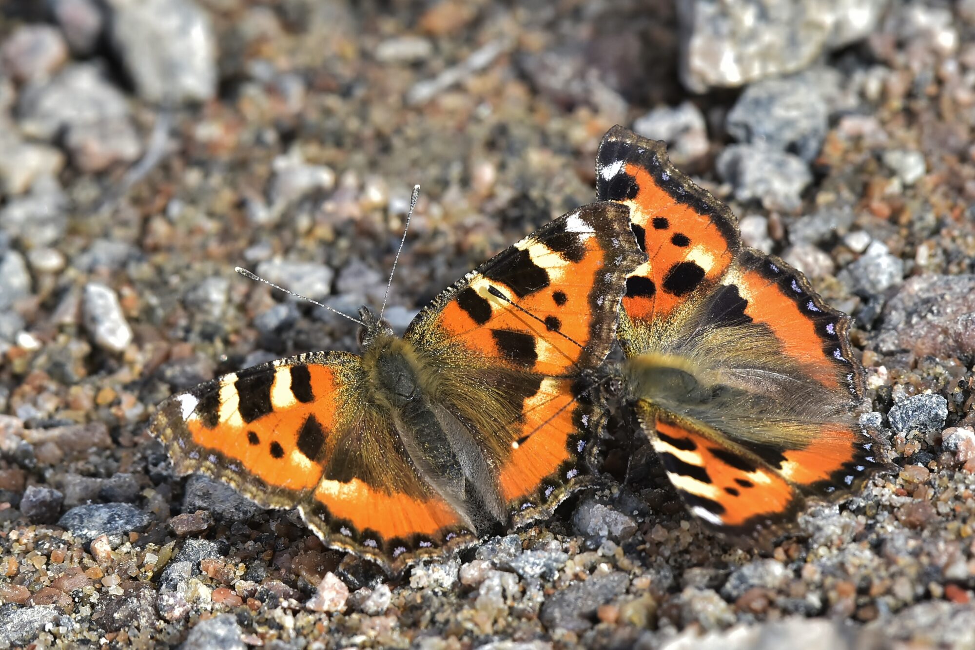 Valokuvaaja: Markku Pelkonen