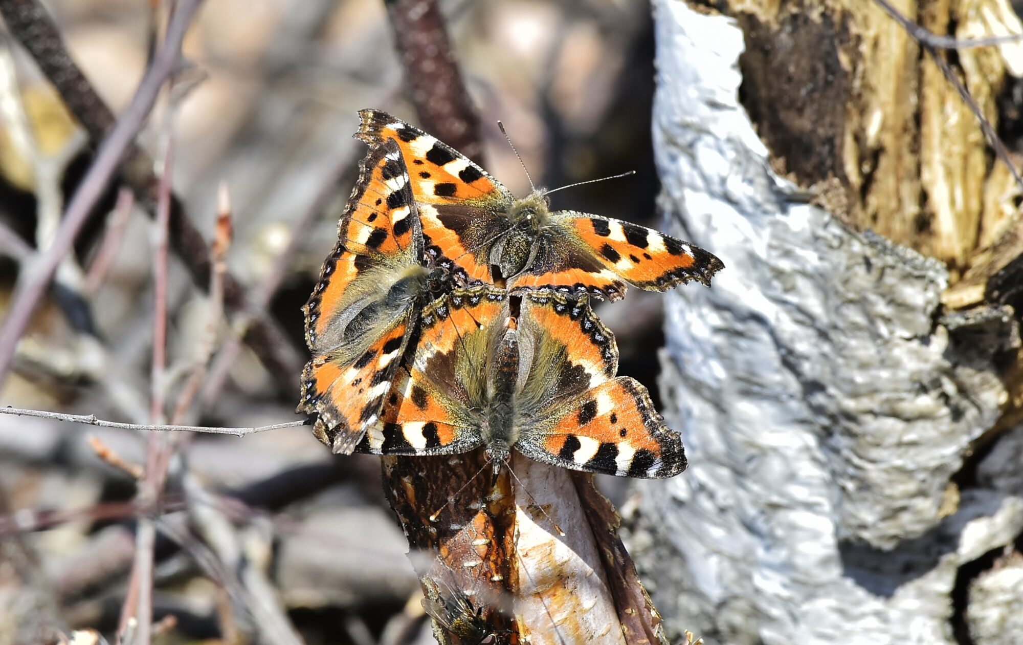 Valokuvaaja: Markku Pelkonen