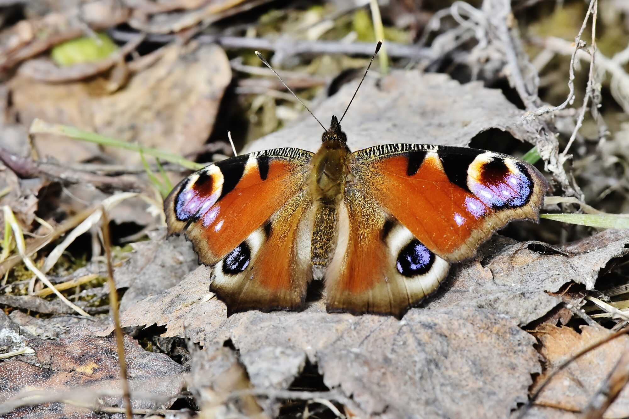 Valokuvaaja: Markku Pelkonen Valokuvaaja: Markku Pelkonen