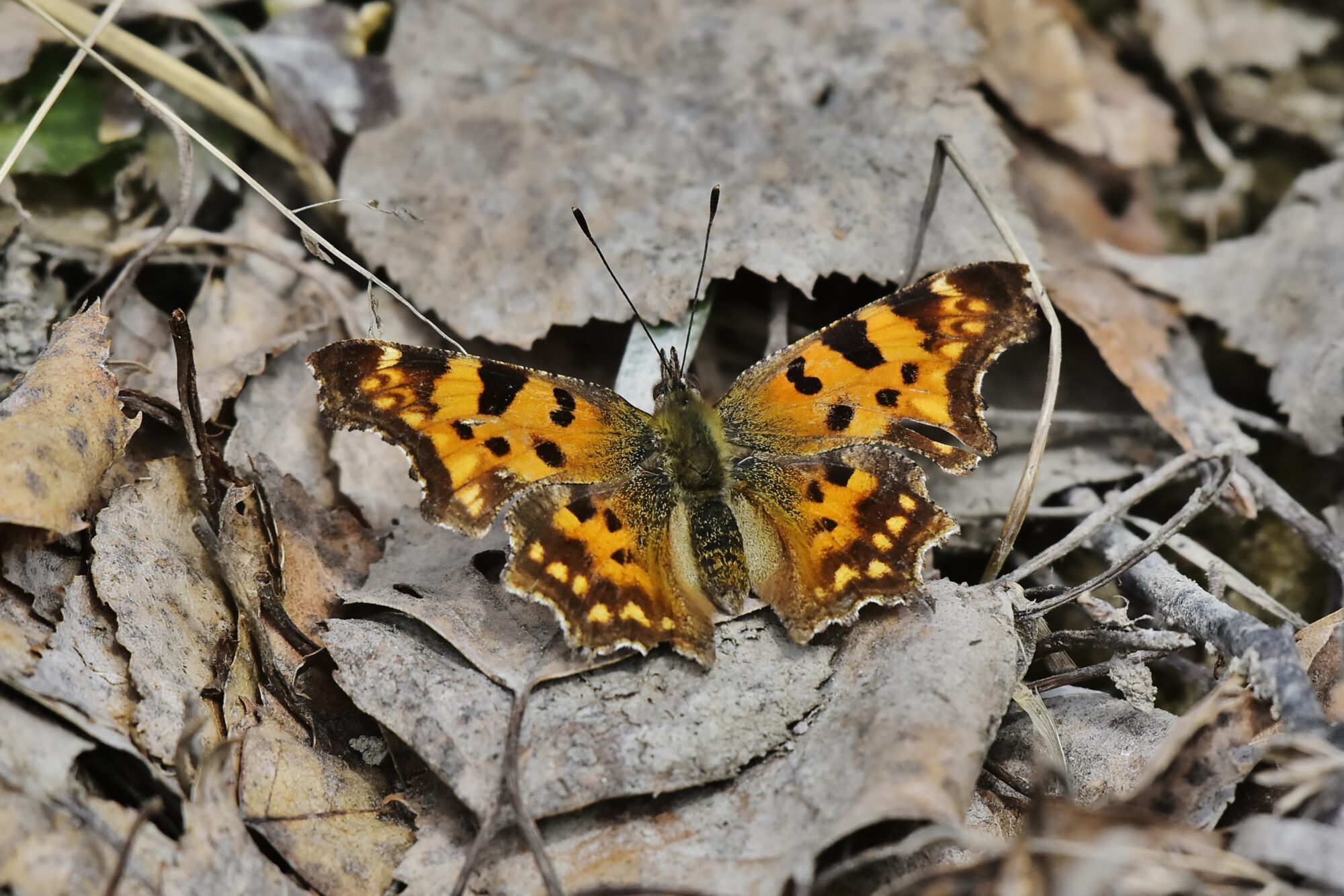 Valokuvaaja: Markku Pelkonen