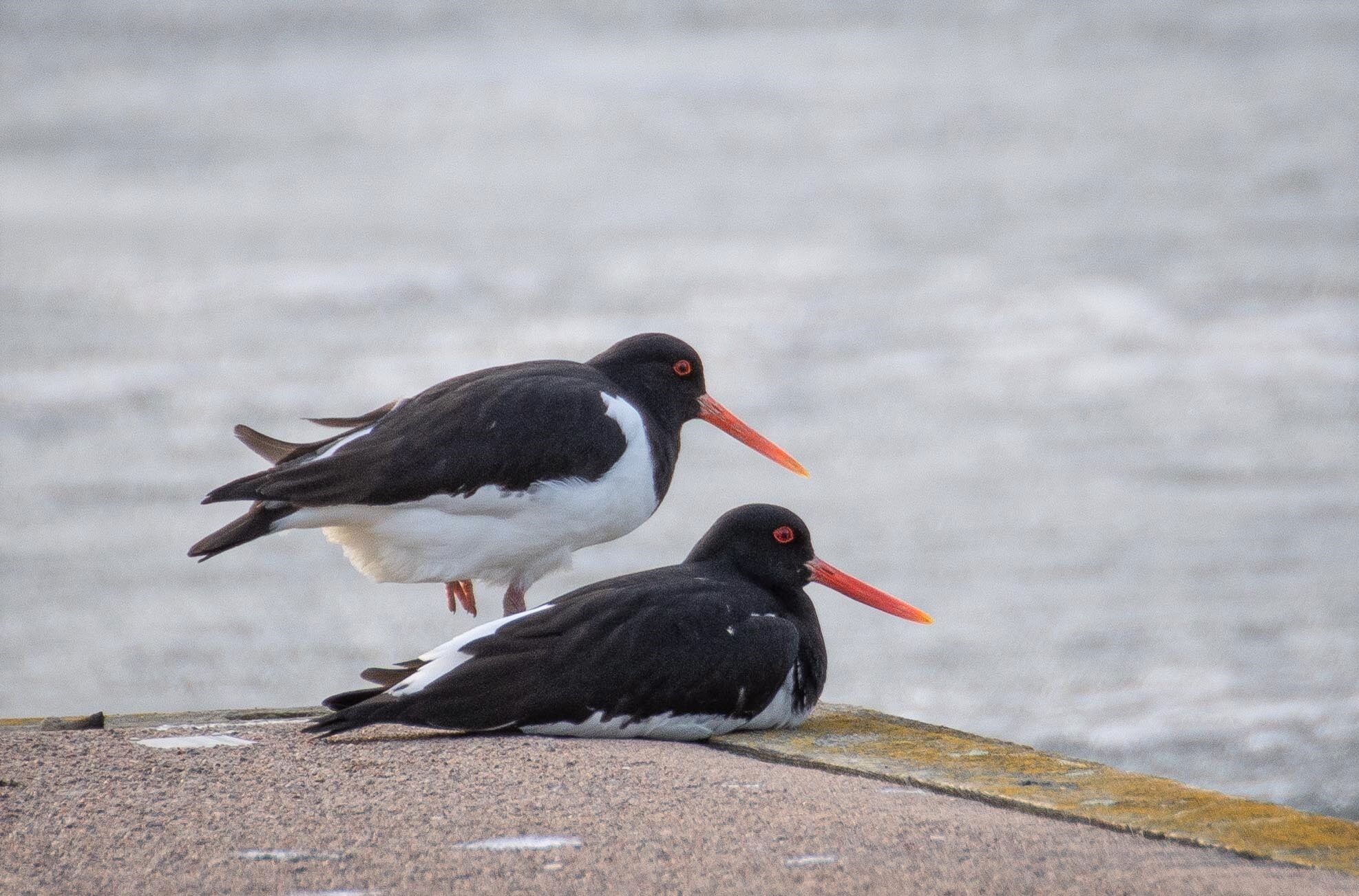 Valokuvaaja: Tuula Komsi