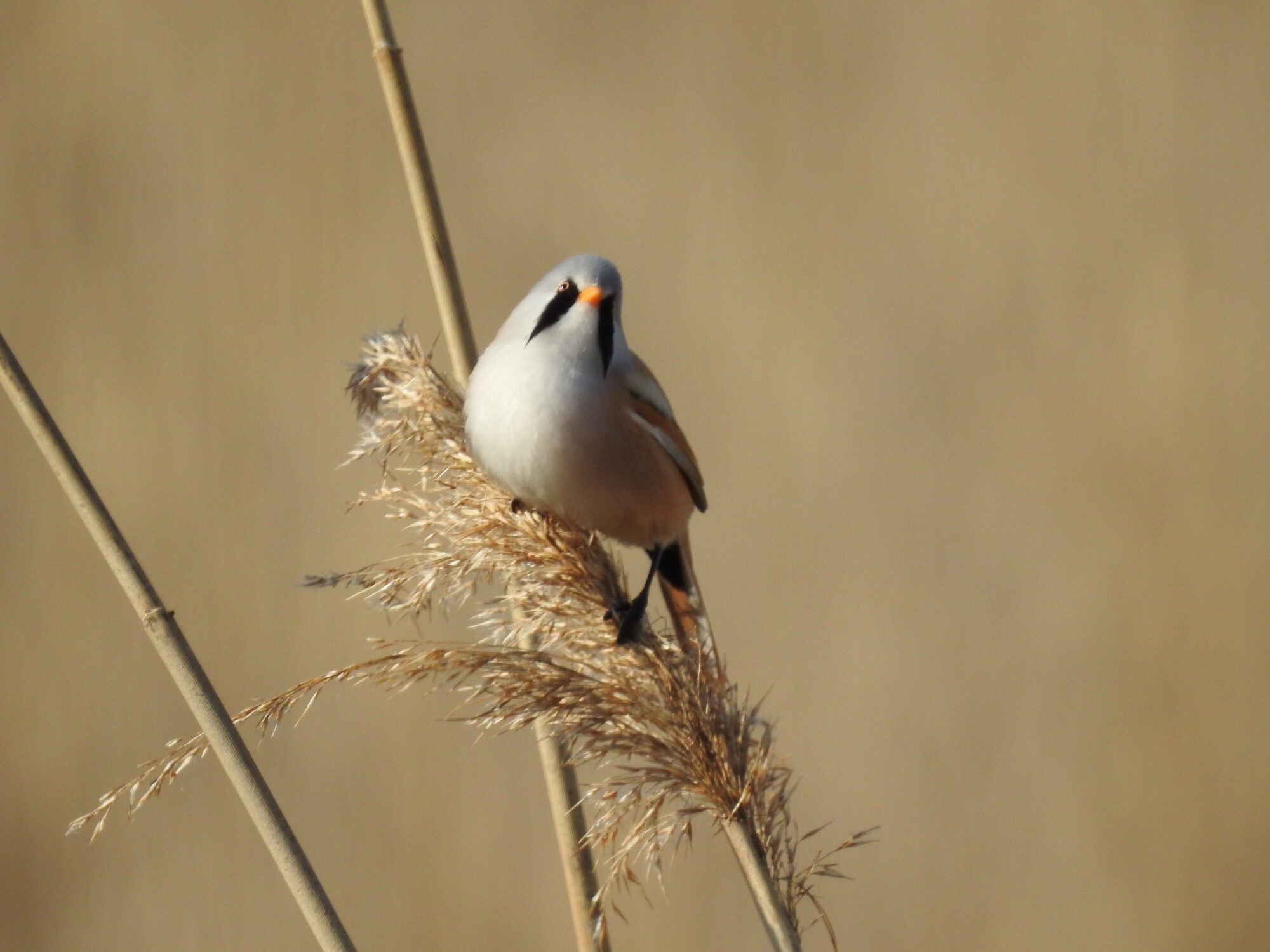Valokuvaaja: Jarmo Mantere