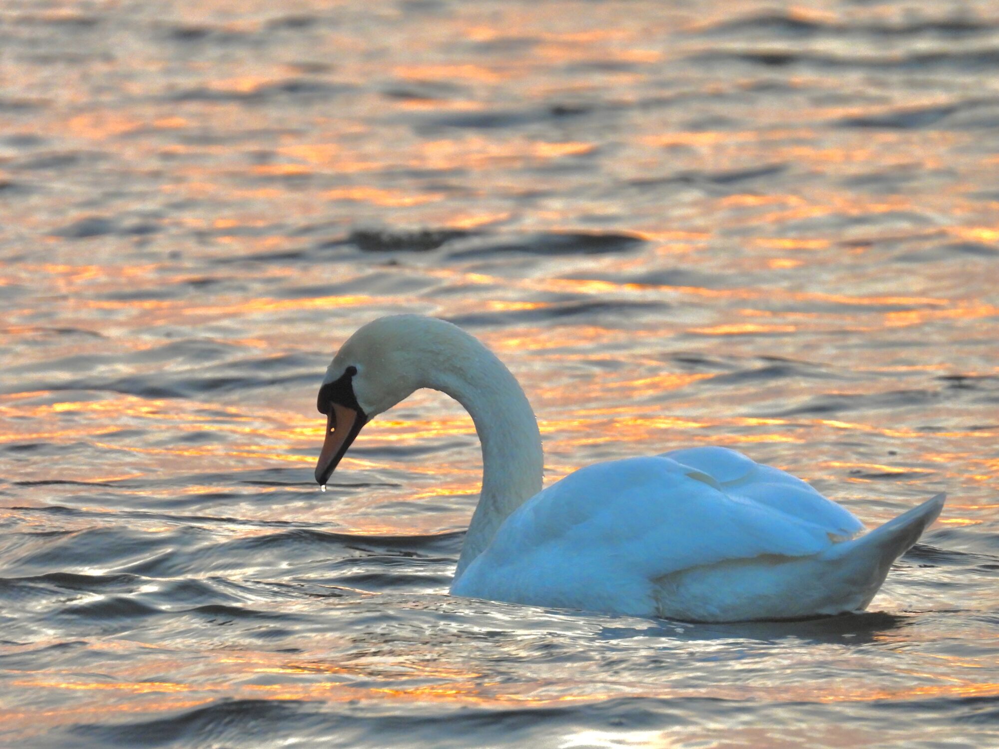 Valokuvaaja: Juhani Peltonen Valokuvaaja: Juhani Peltonen