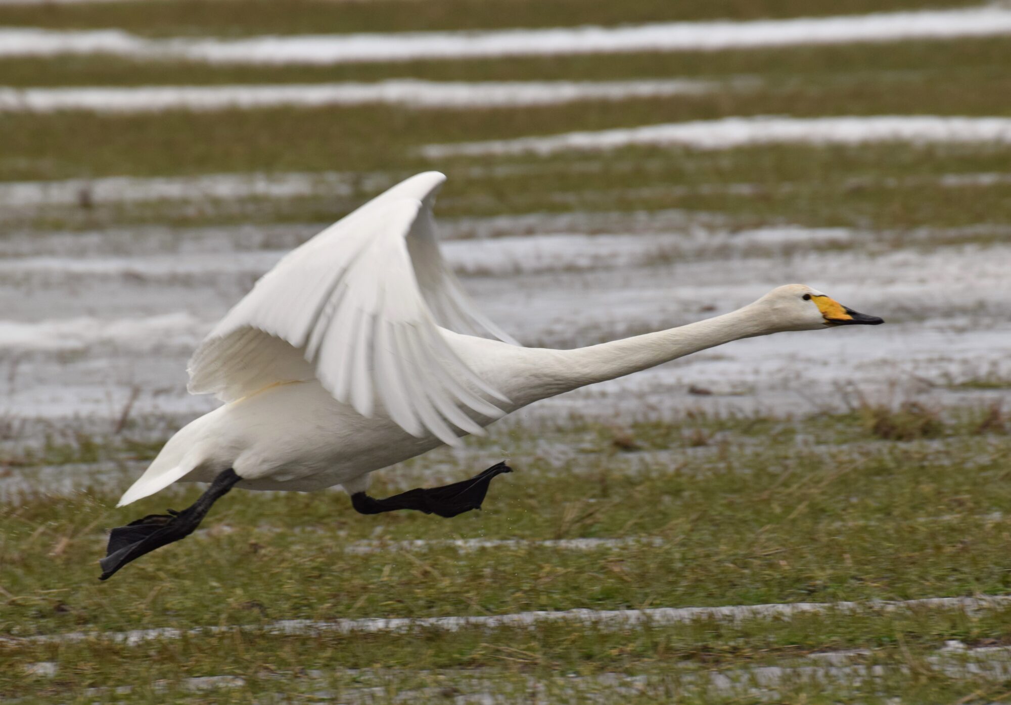 Valokuvaaja: Tuomo Nordlund