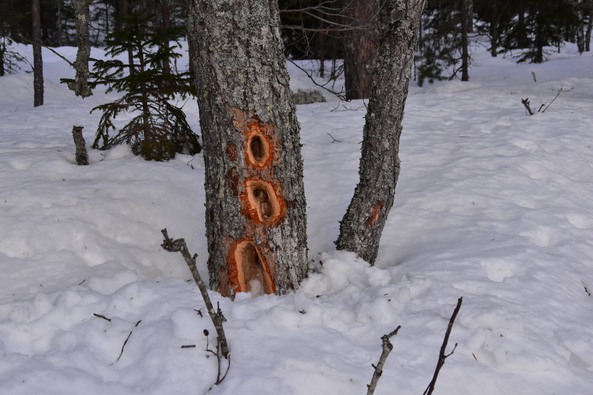 Valokuvaaja: Lahja Toivanen Valokuvaaja: Lahja Toivanen