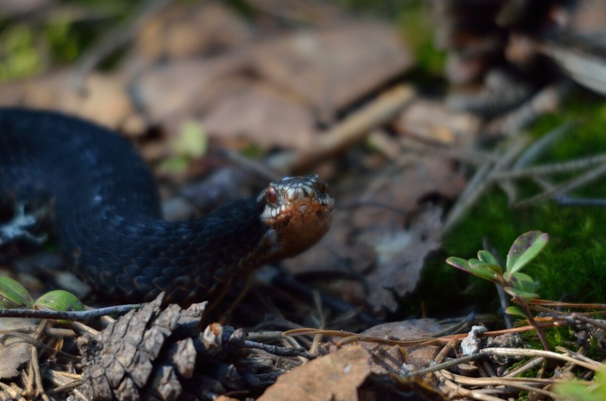 Valokuvaaja: Hannu Haapasaari Valokuvaaja: Hannu Haapasaari
