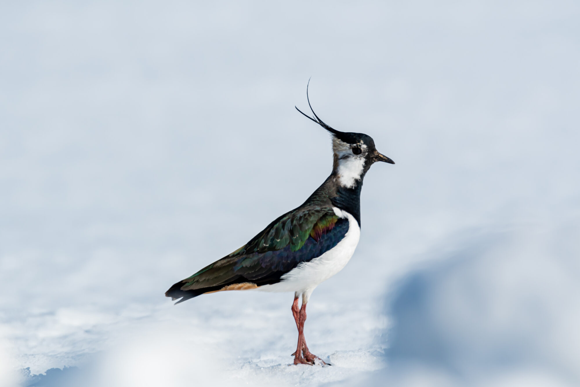 Valokuvaaja: Leena Rissanen