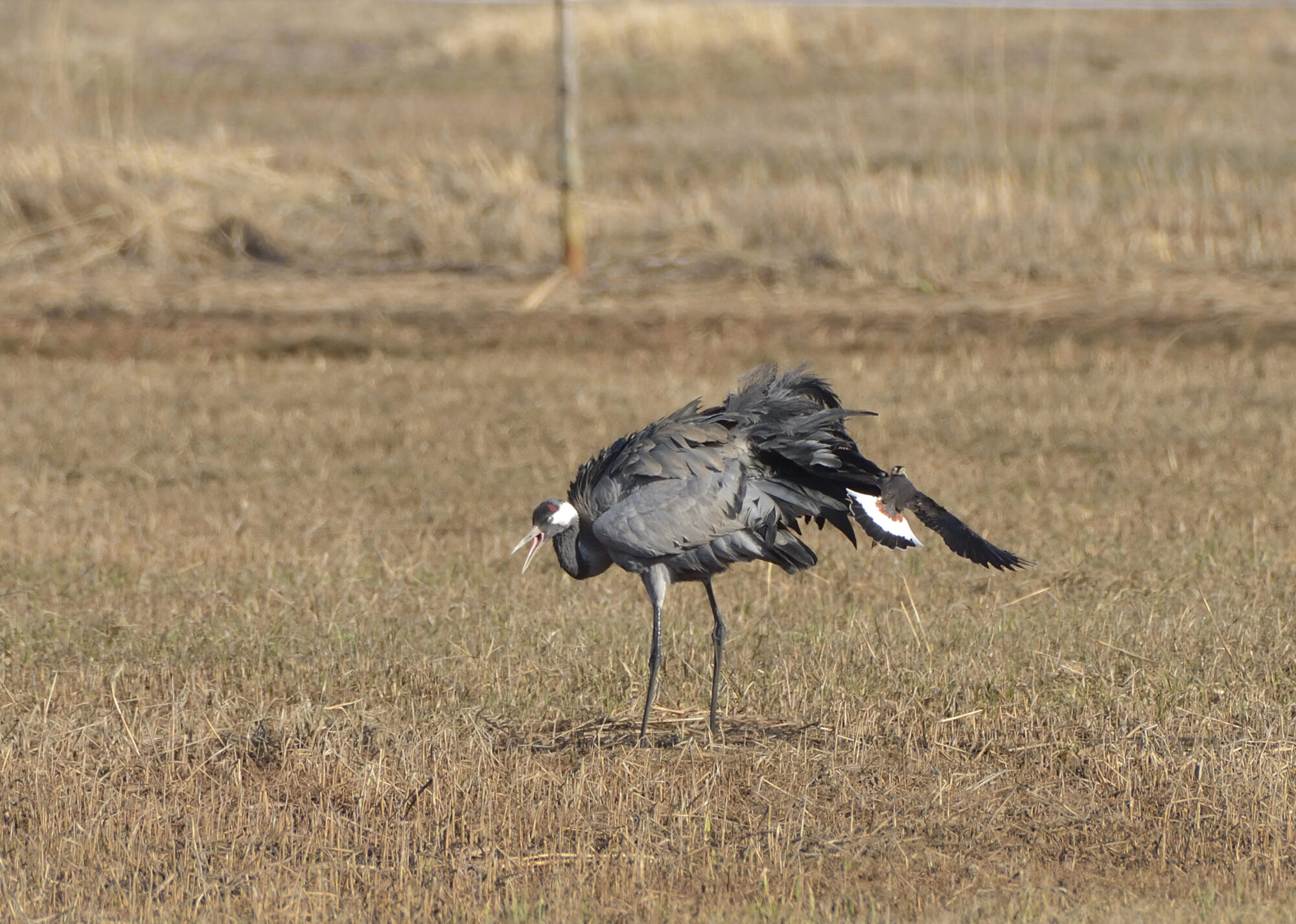 Valokuvaaja: Asko Heikkinen