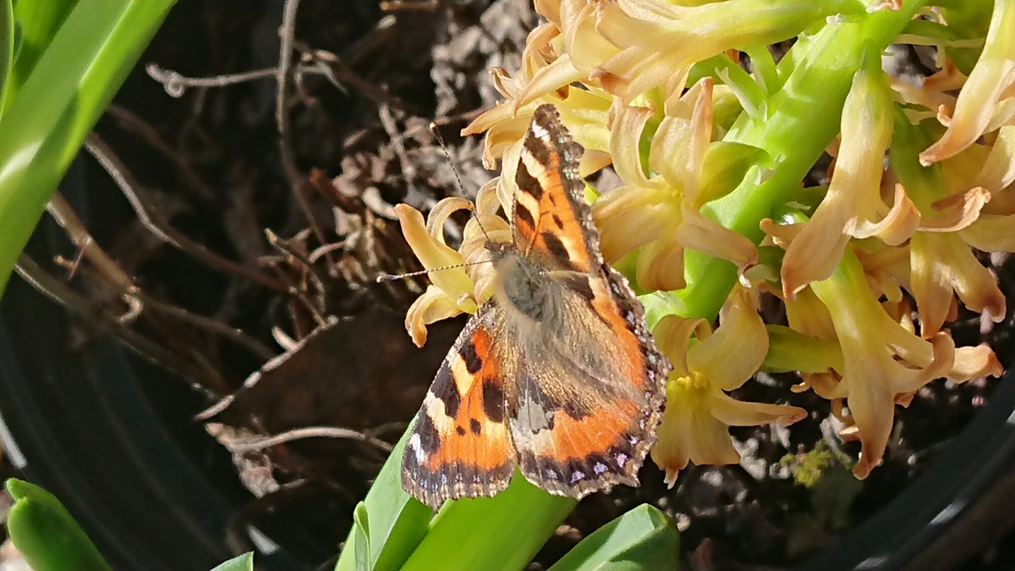 Valokuvaaja: Siri Heinonen Valokuvaaja: Siri Heinonen
