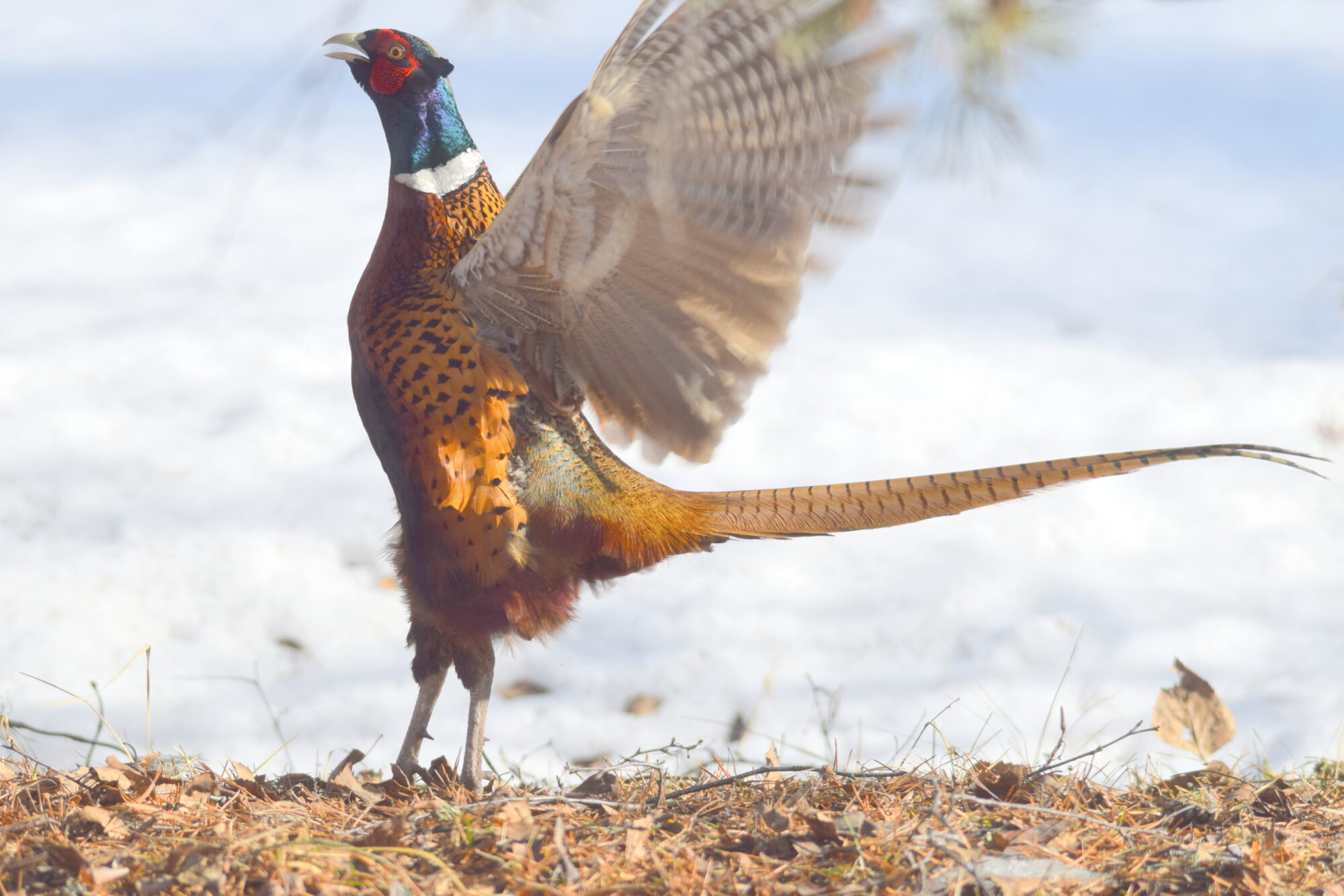 Valokuvaaja: Kaarlo Asikainen