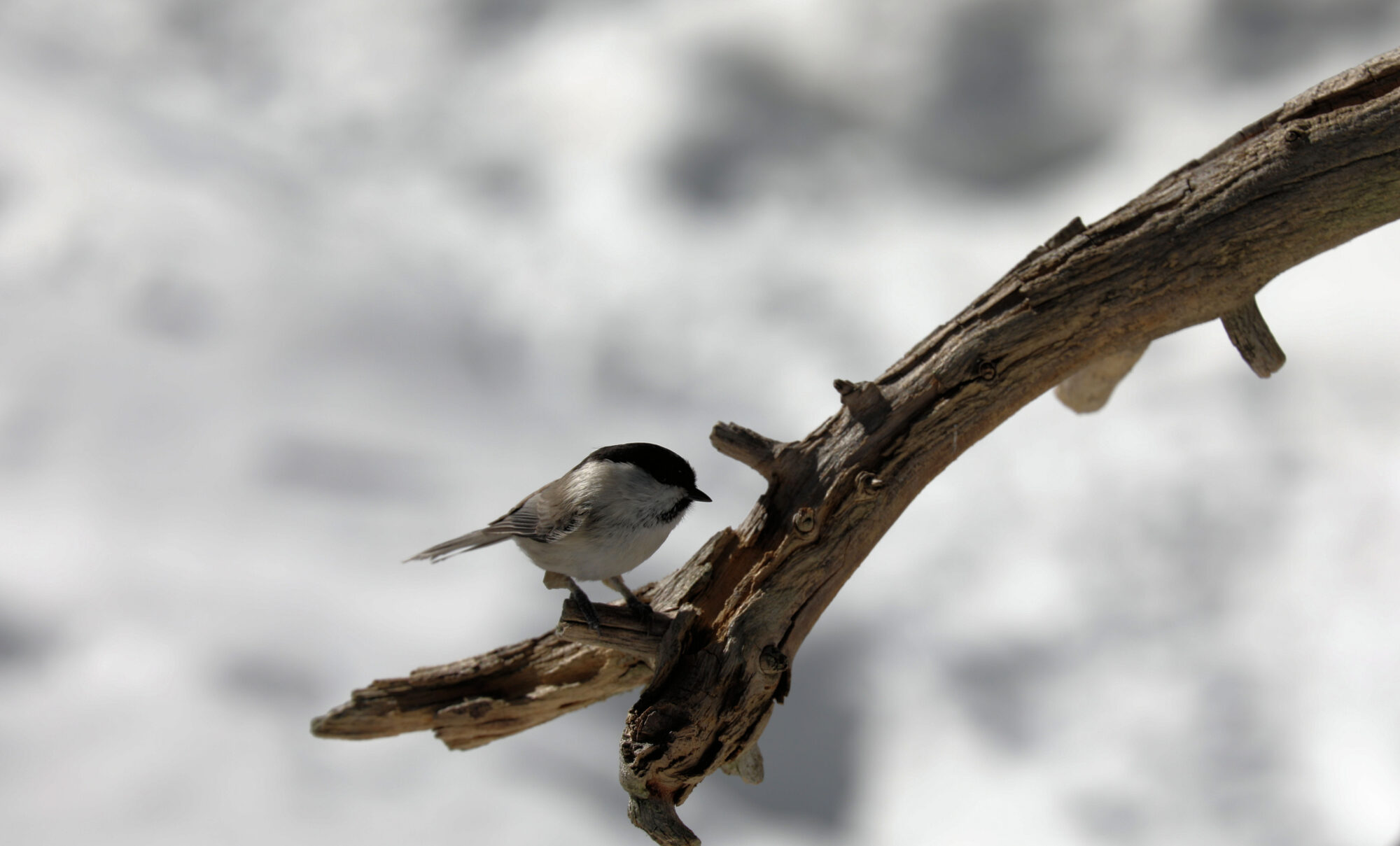 Valokuvaaja: Ahti keränen