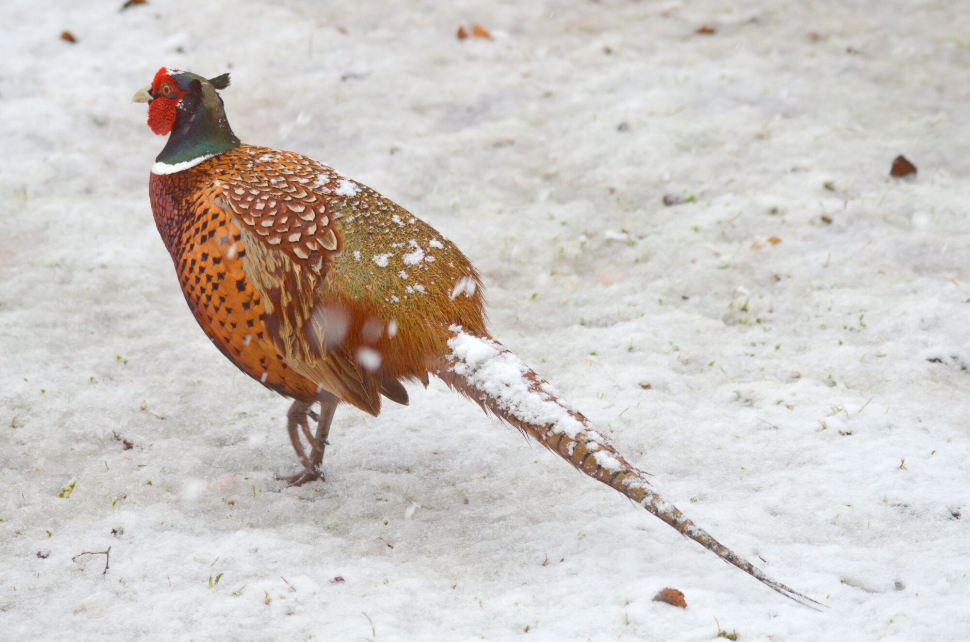 Valokuvaaja: Kaarlo Asikainen