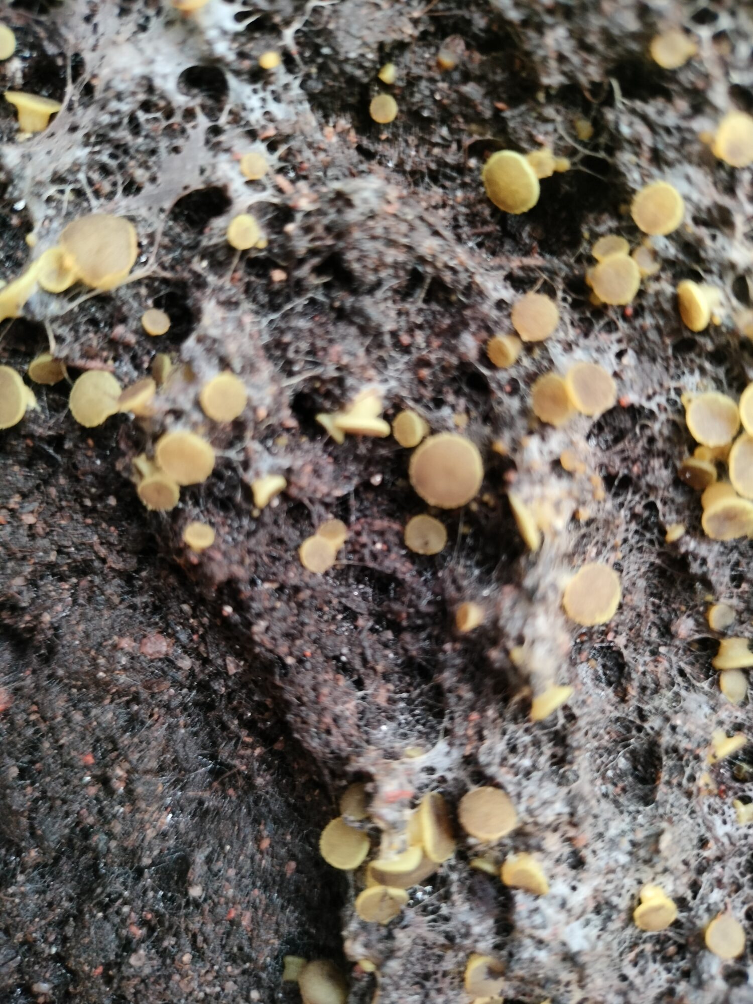 Valokuvaaja: Tarmo Varis