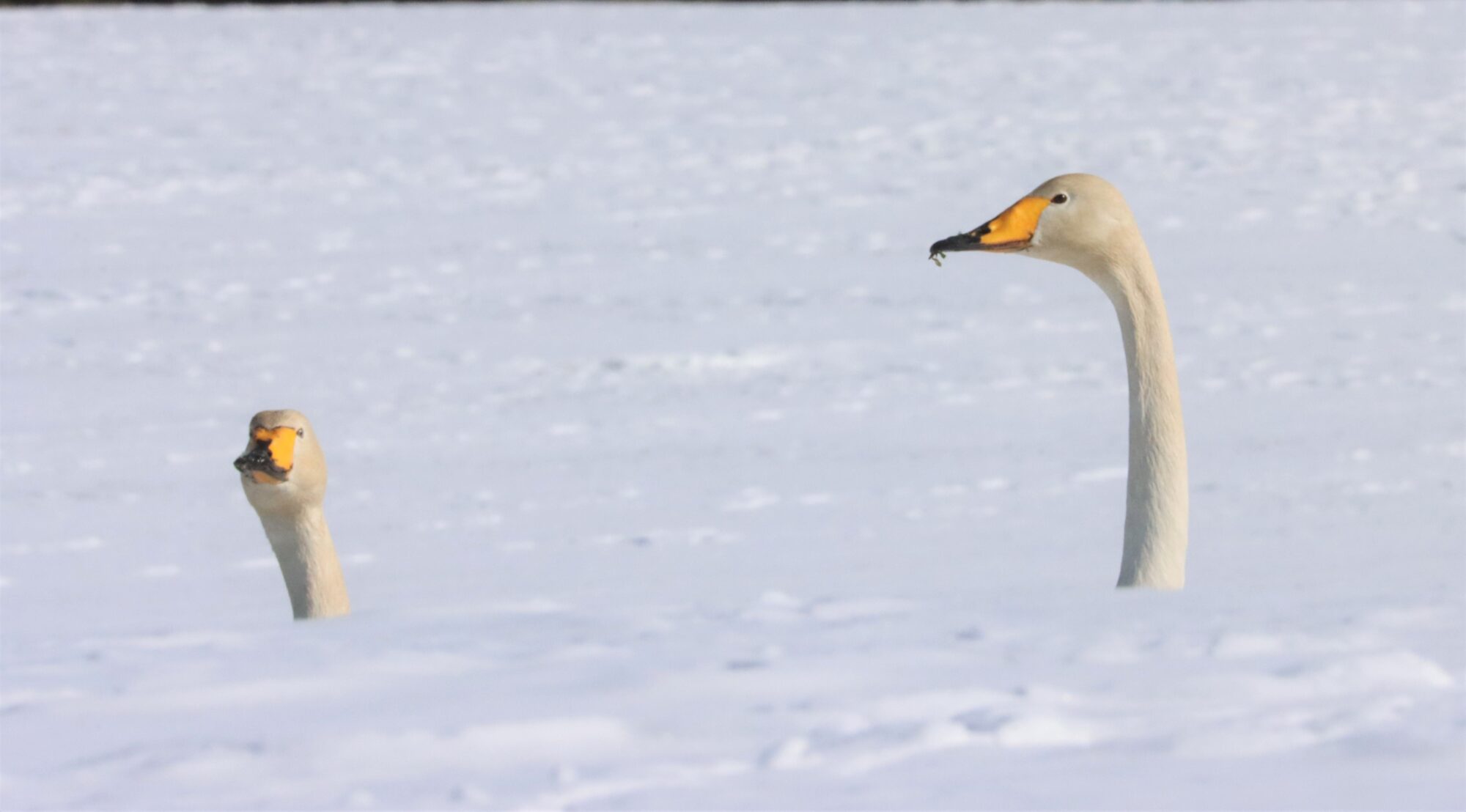 Valokuvaaja: Irja Lehtinen