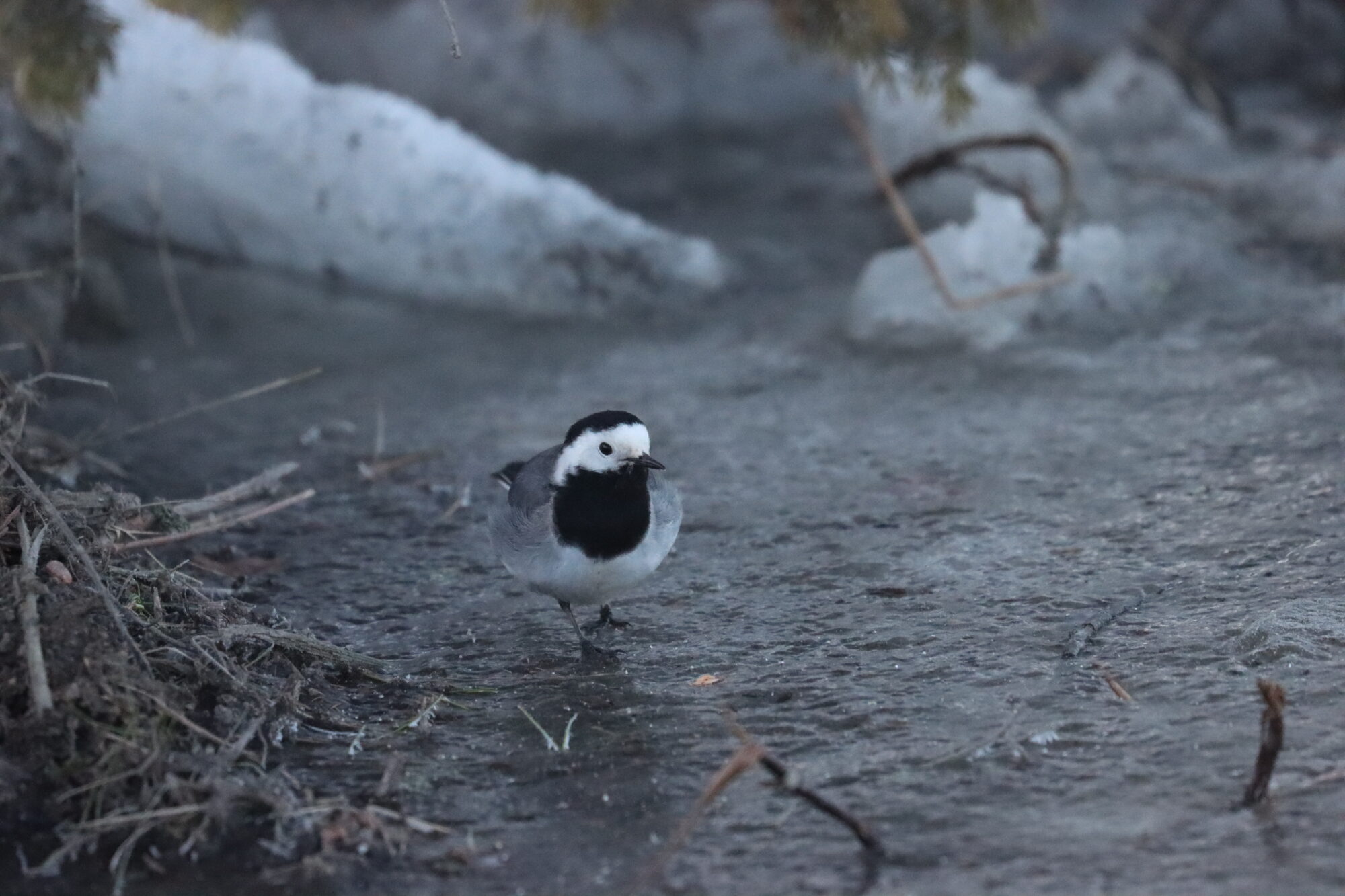 Valokuvaaja: Susanna Hannula