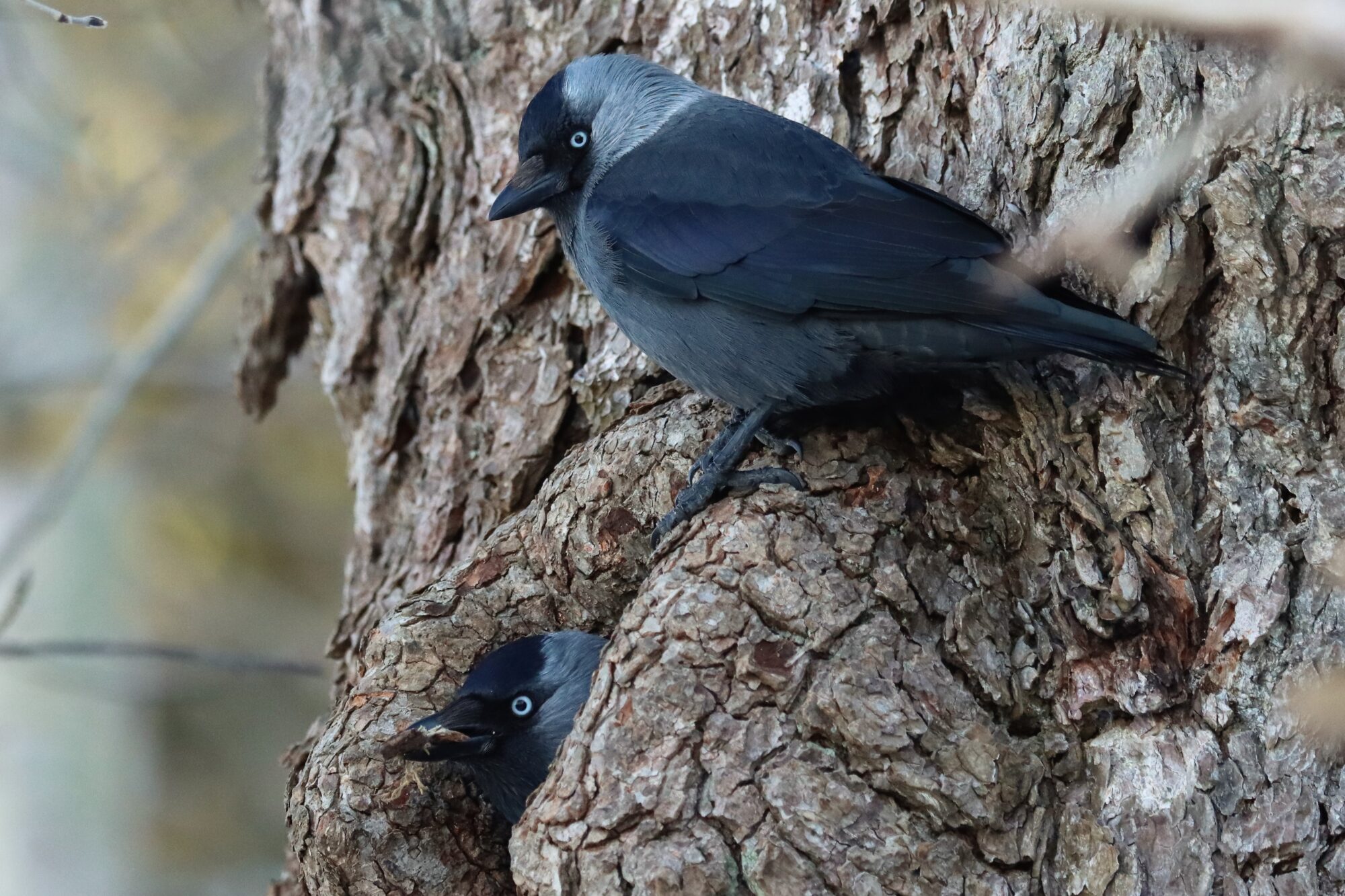 Valokuvaaja: Susanna Hannula