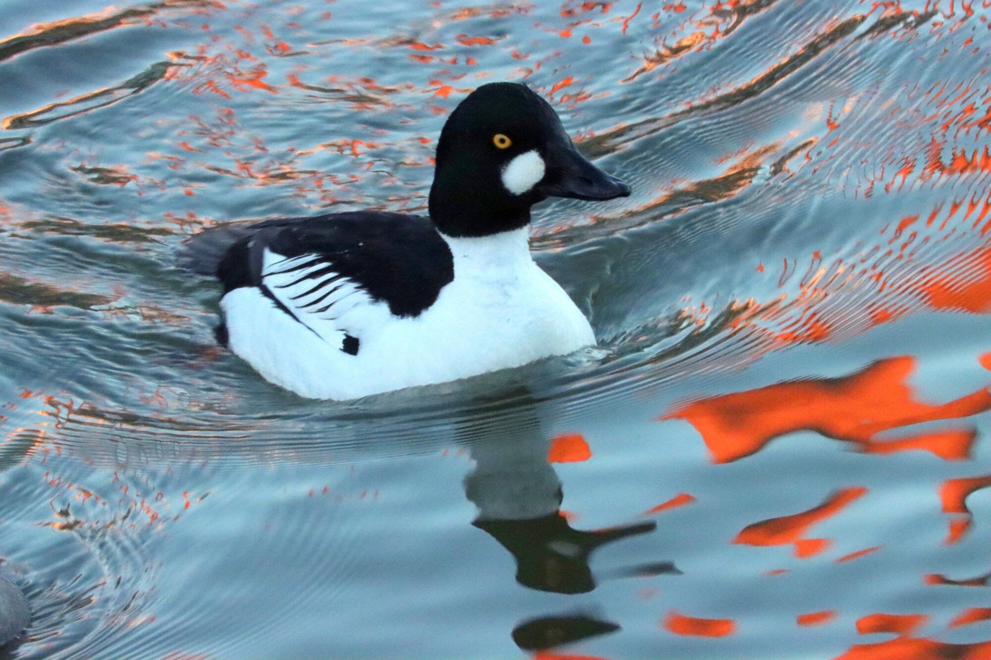 Valokuvaaja: Irja Lehtinen