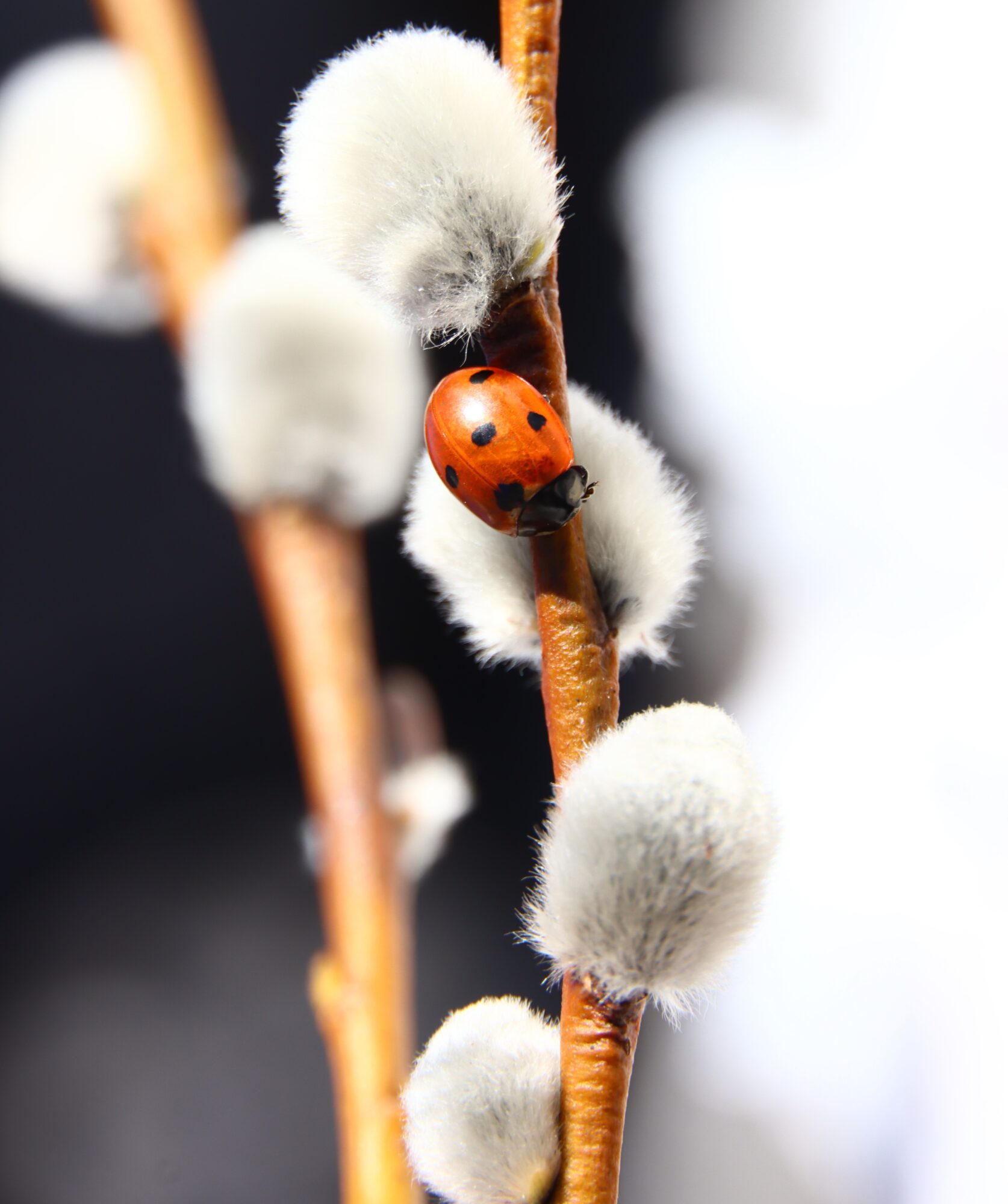 Valokuvaaja: Irja Lehtinen