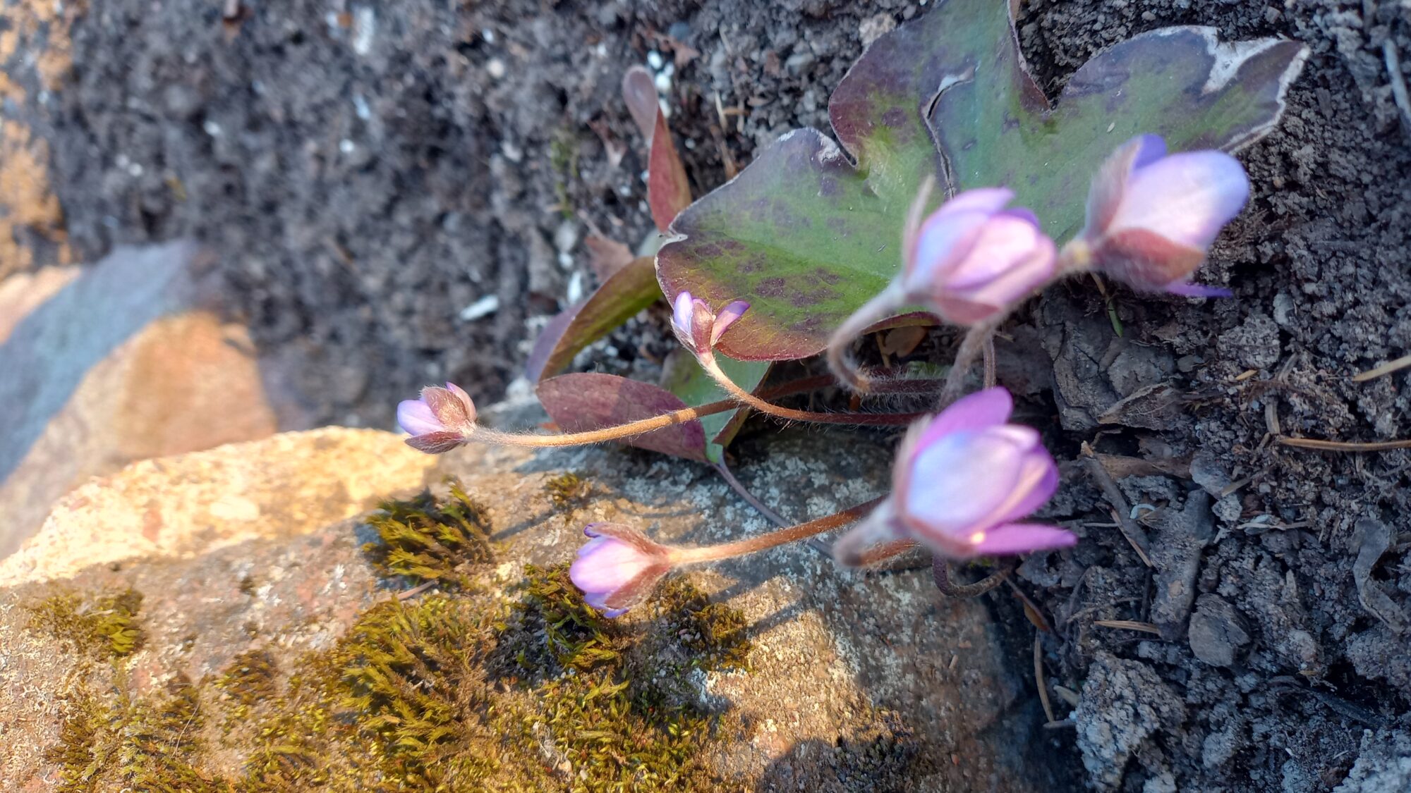 Valokuvaaja: Heli Lehtonen