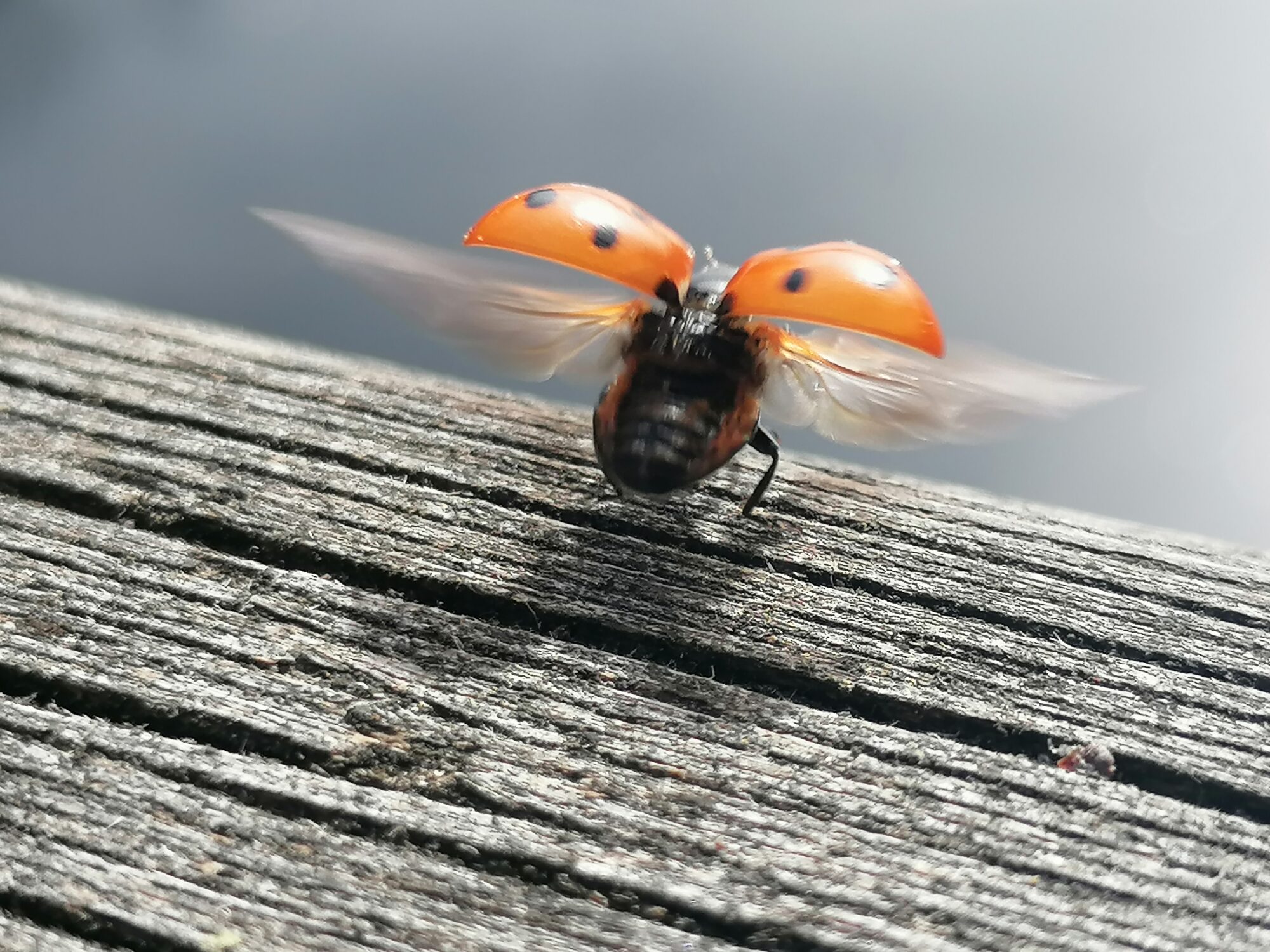 Valokuvaaja: Riitta Marjamäki