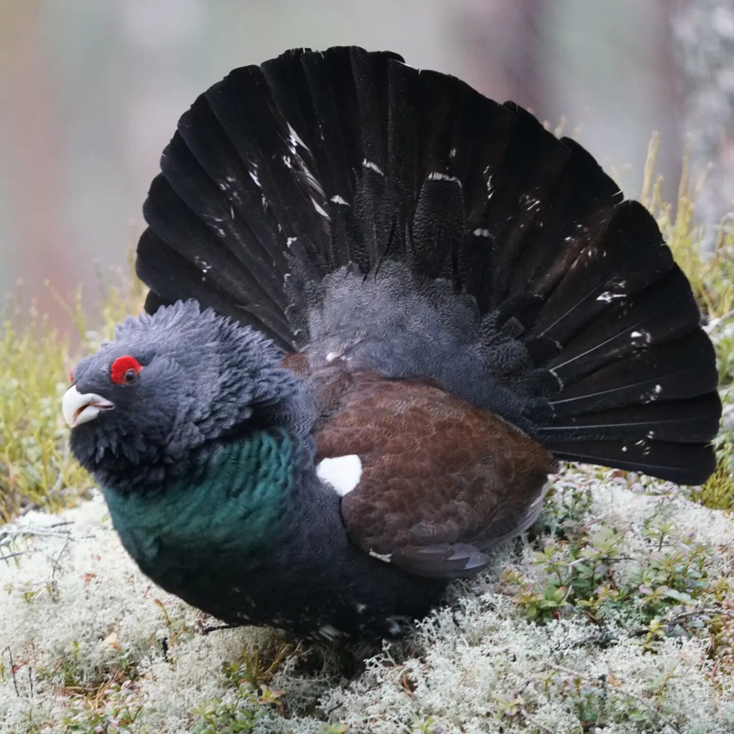Valokuvaaja: Kari Hölttä