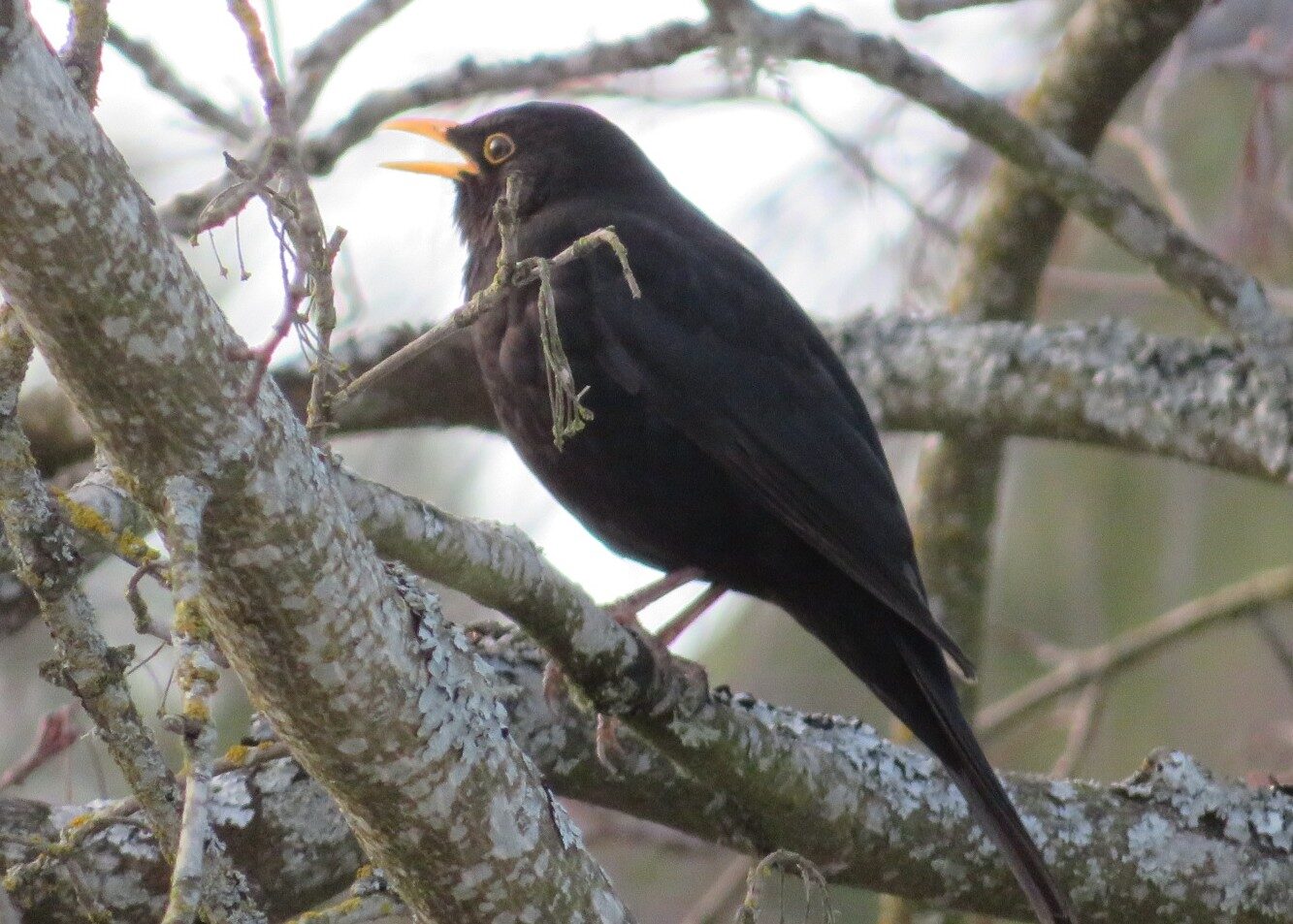 Valokuvaaja: Risto Kangassalo