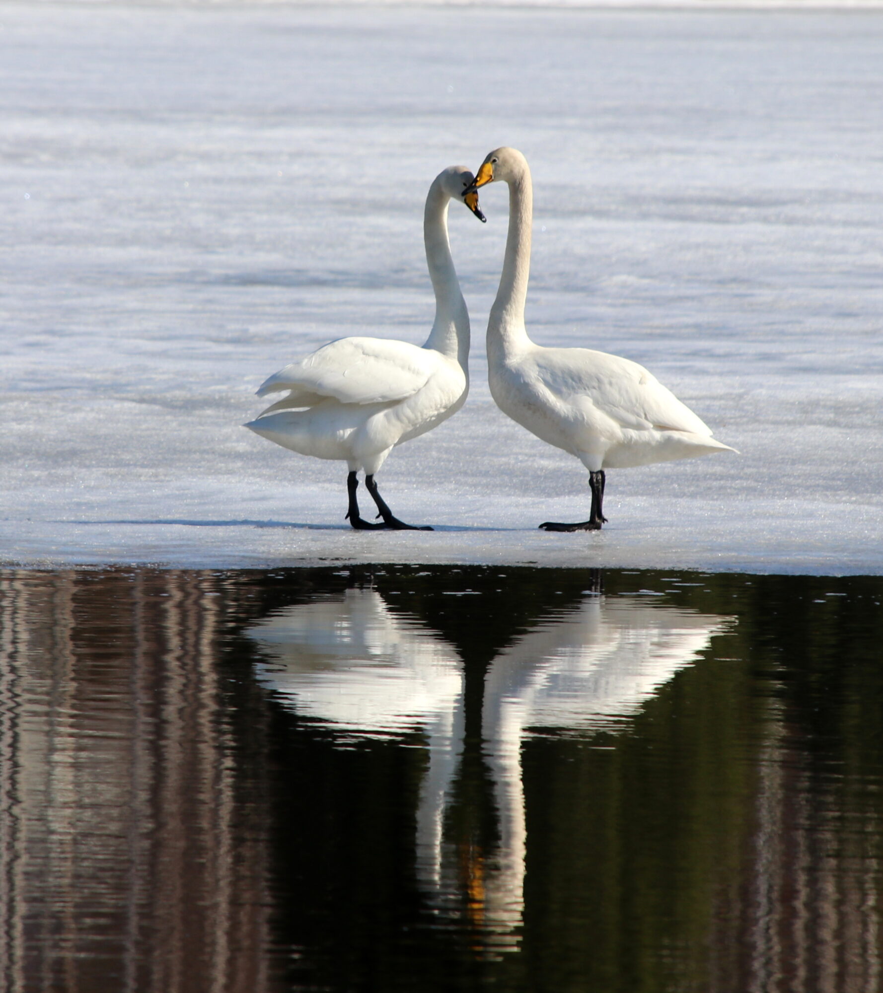 Valokuvaaja: Helena Sytelä