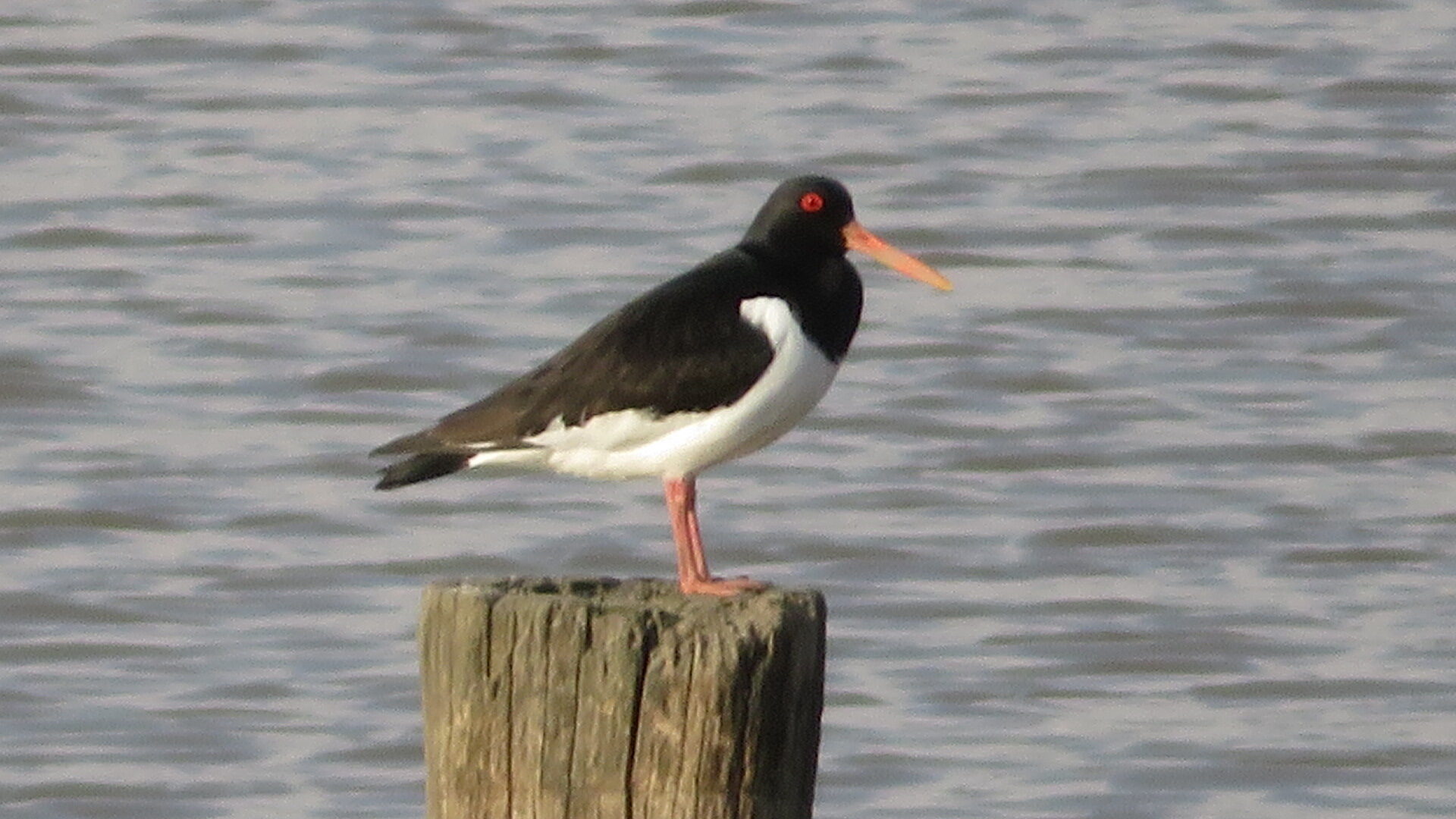 Valokuvaaja: Risto Kangassalo