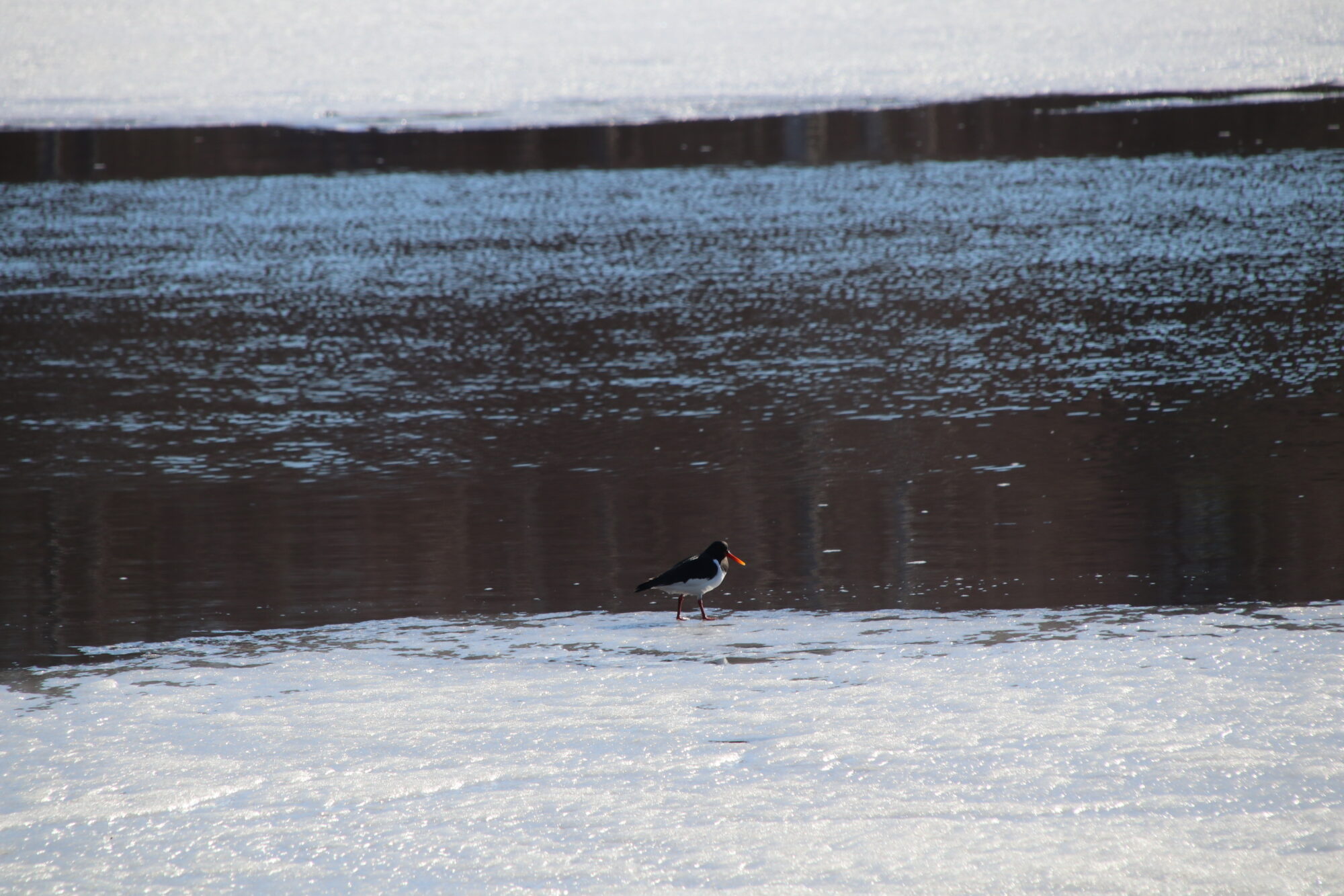 Valokuvaaja: Helena Sytelä